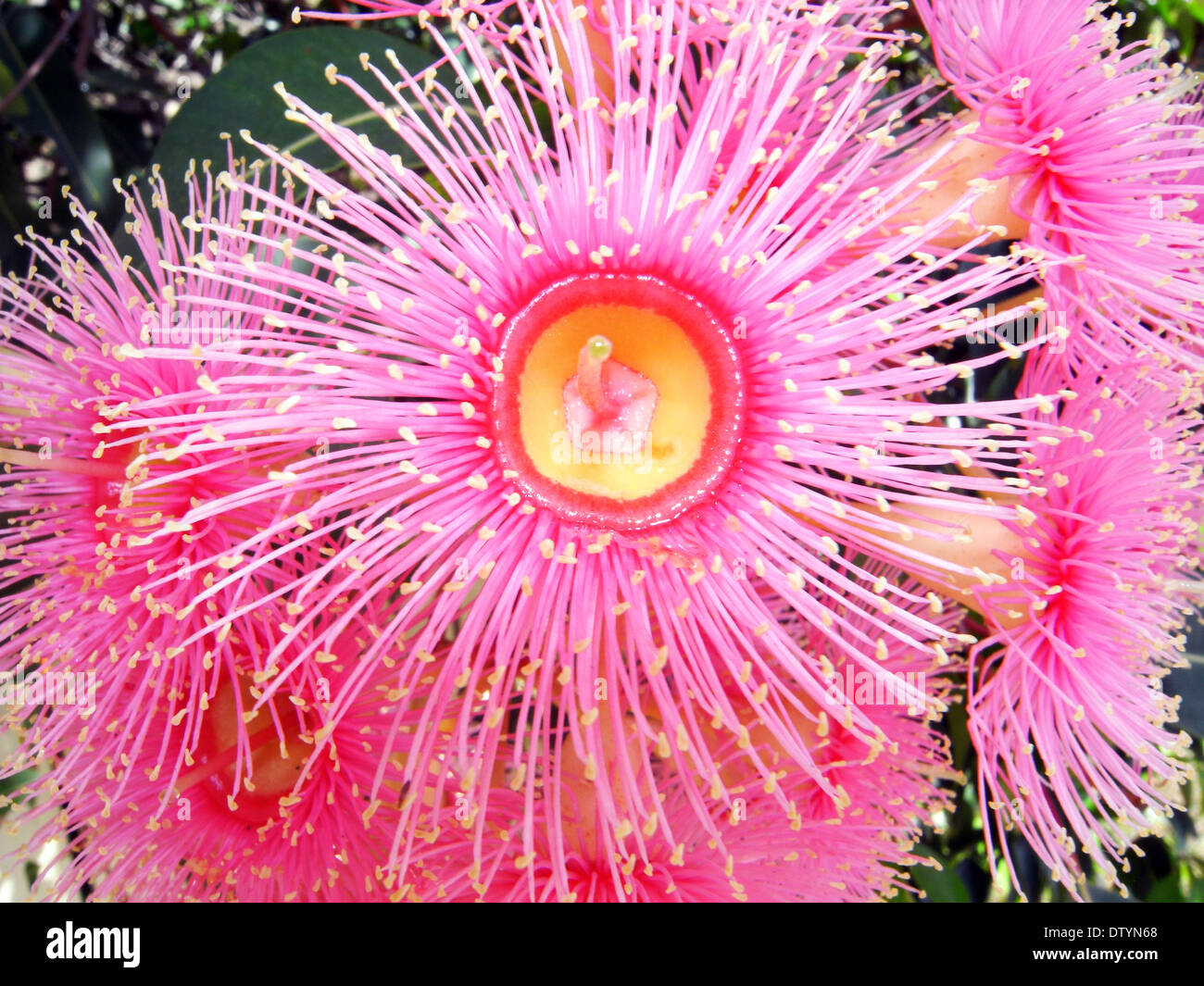 Floraison rose gum (Corymbia ficifolia), un arbre indigène communément utilisés dans les jardins à travers l'Australie Banque D'Images