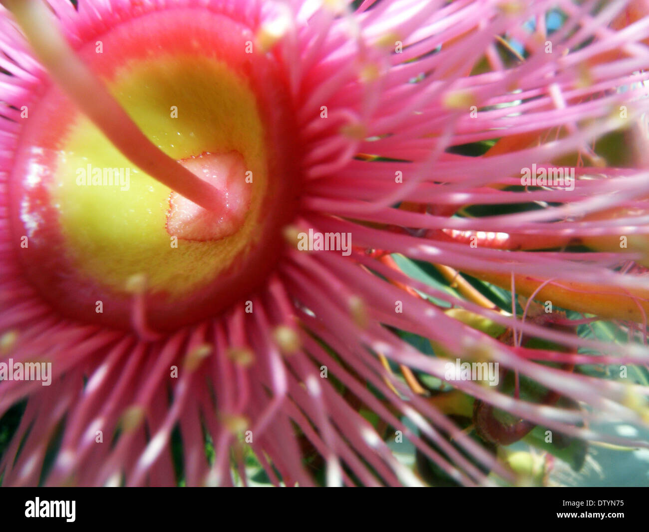 Détail de floraison Rose gum (Corymbia ficifolia), un arbre indigène communément utilisés dans les jardins à travers l'Australie Banque D'Images