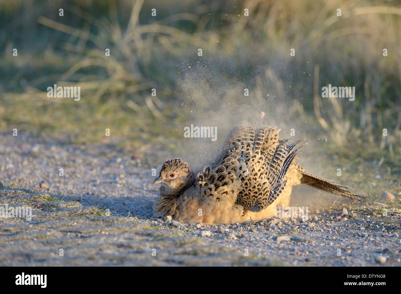 Le faisan commun (Phasianus colchicus), hen prenant un bain de poussière de la route, les Dunes de Texel Texel, Parc National Banque D'Images