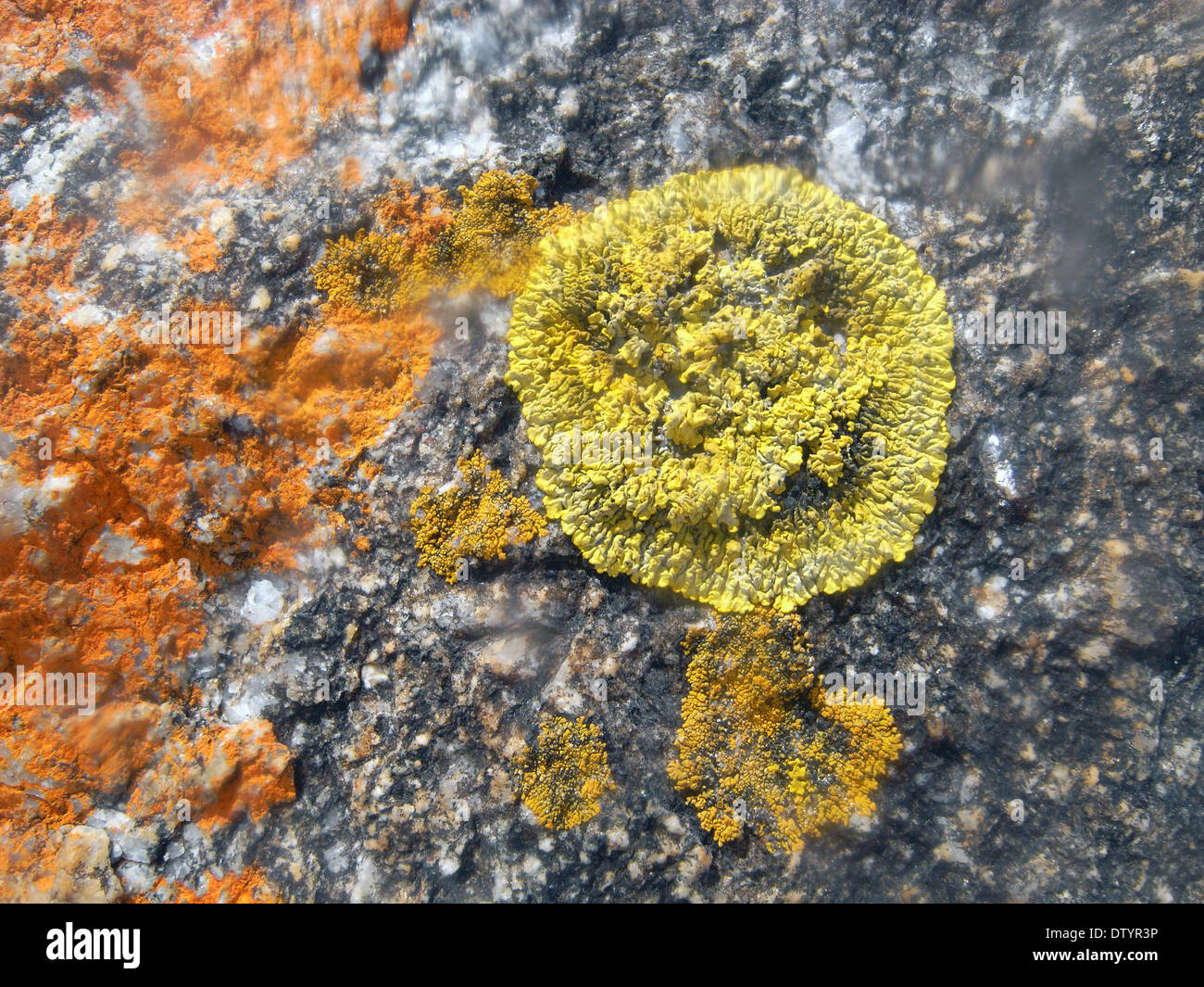 Lichen sur les rochers côtiers, William Bay National Park, Australie occidentale Banque D'Images