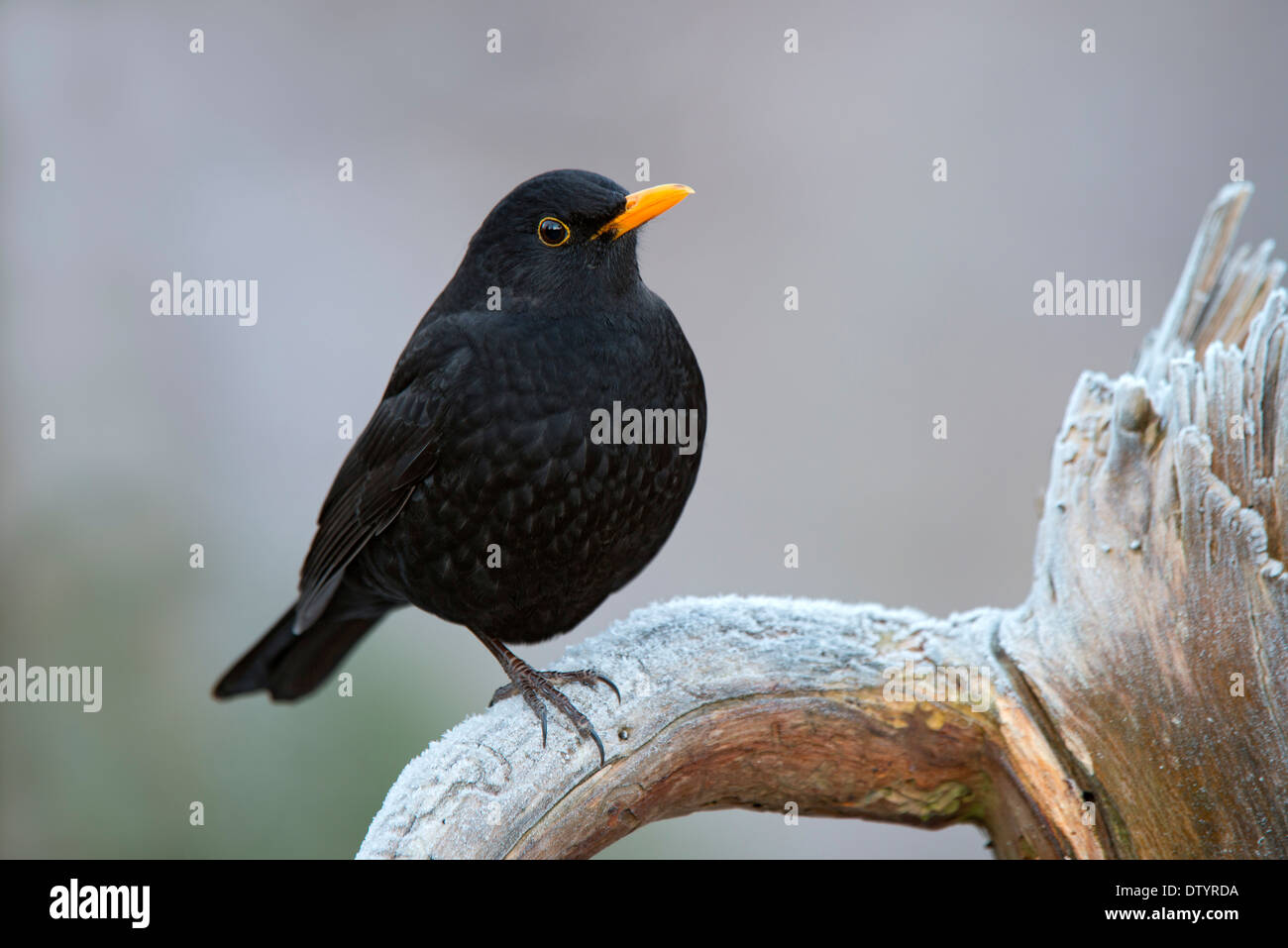Blackbird (Turdus merula), homme, Tyrol, Autriche Banque D'Images