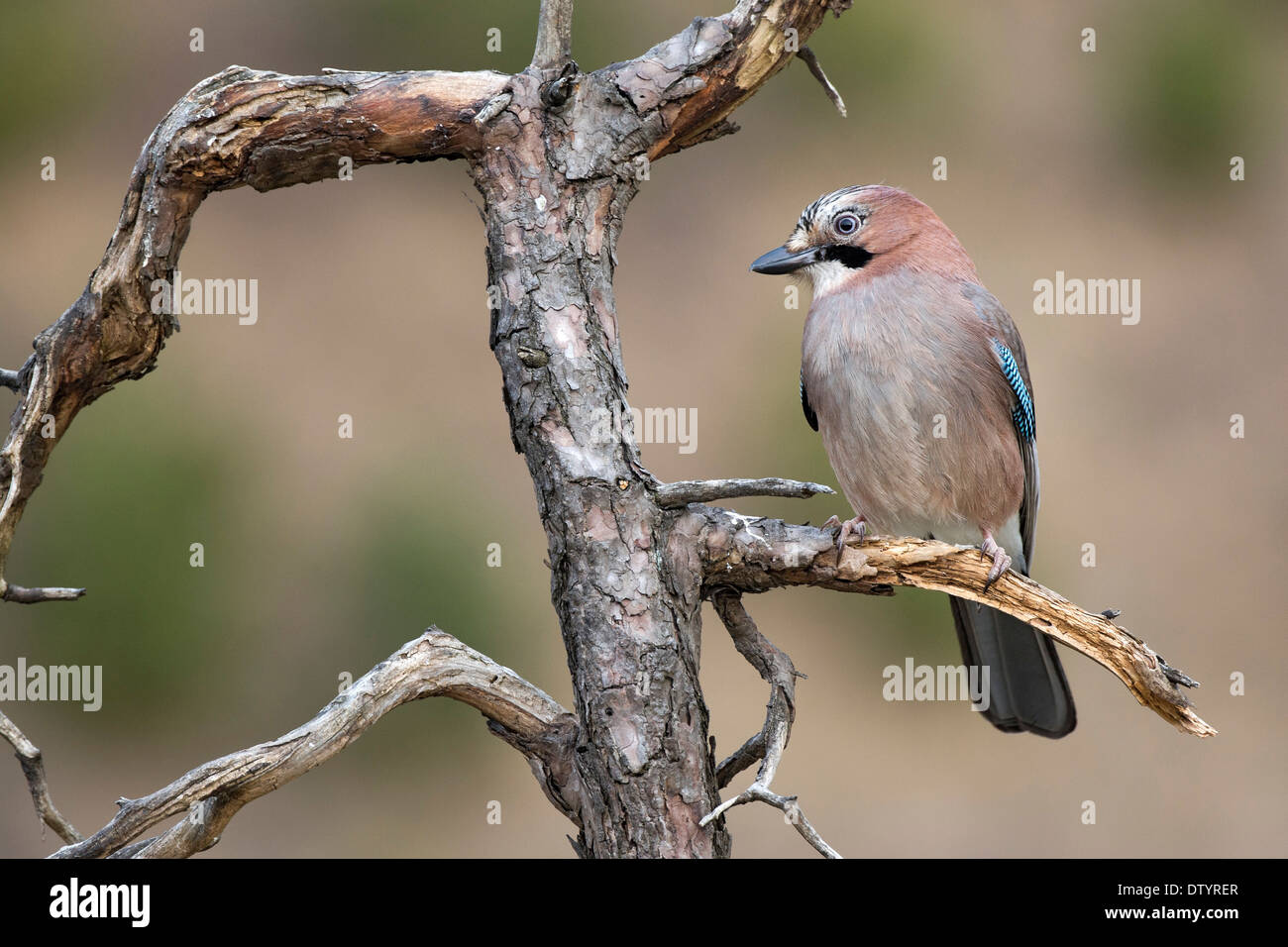 Eichelhäher (Garrulus glandarius), Tyrol, Autriche Banque D'Images