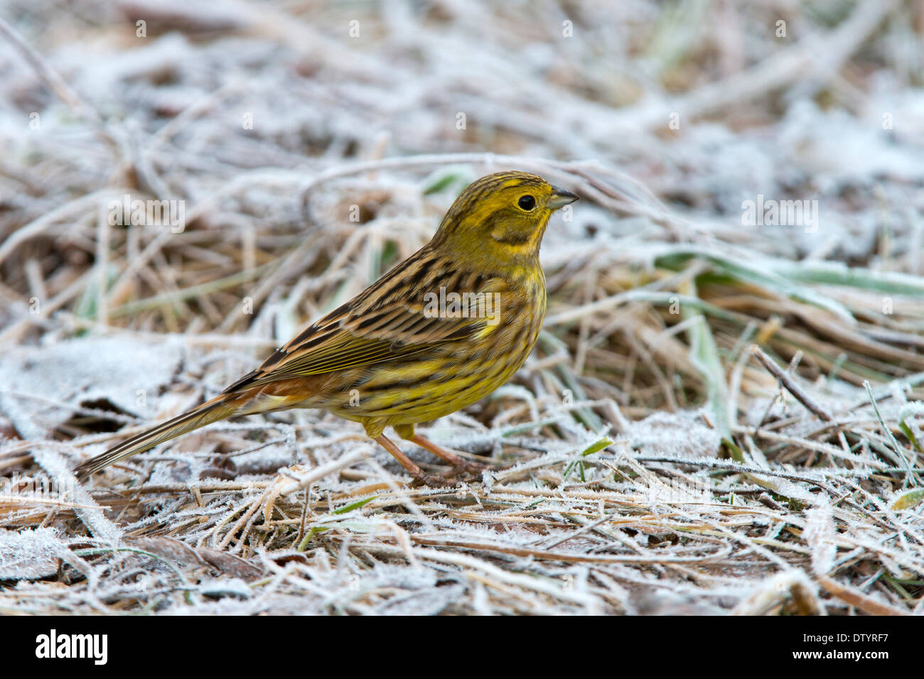 Yellowhammer ou de l'Est (Emberiza citrinella jaune), Tyrol, Autriche Banque D'Images
