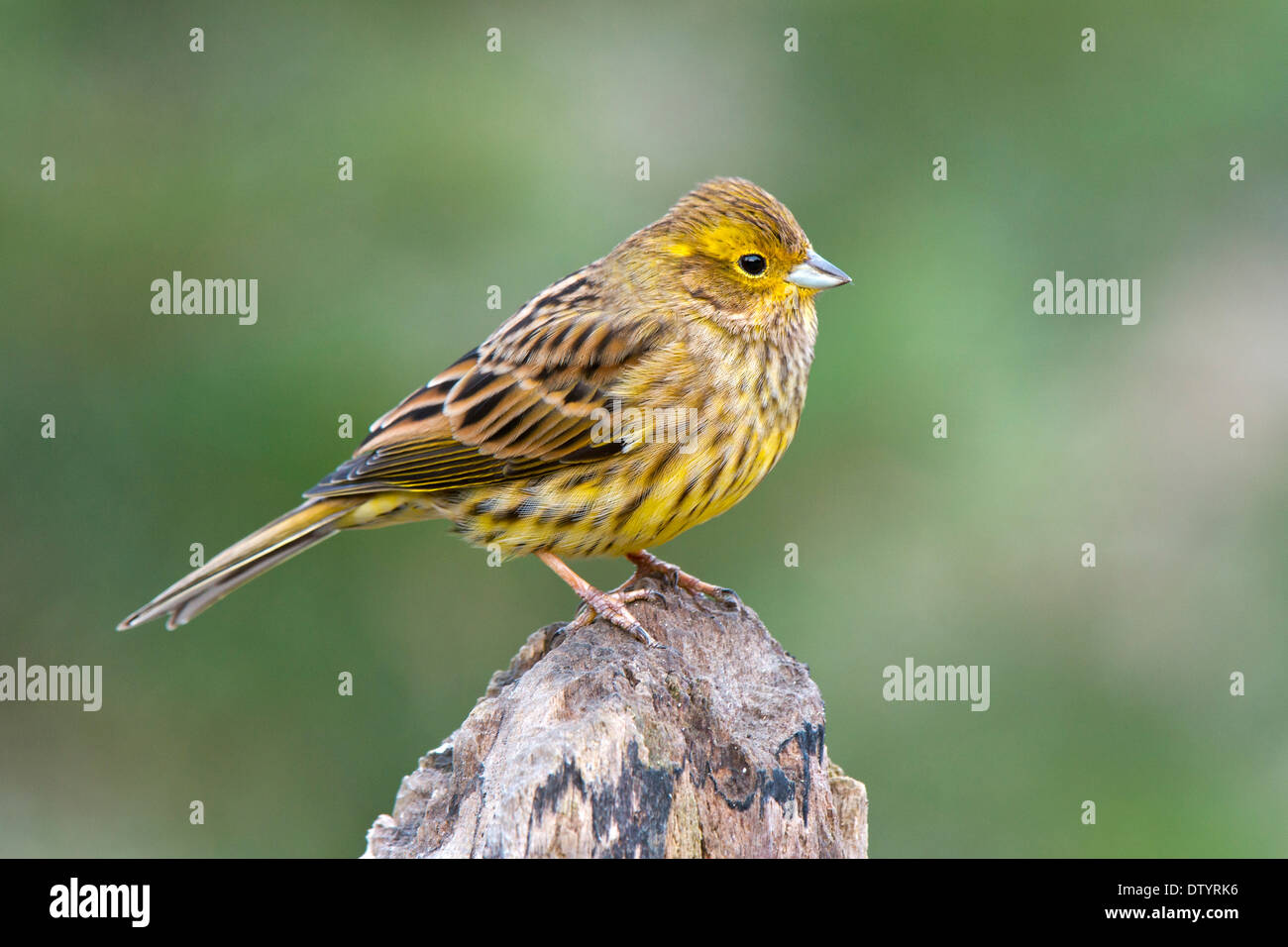 Yellowhammer ou de l'Est (Emberiza citrinella jaune), Tyrol, Autriche Banque D'Images