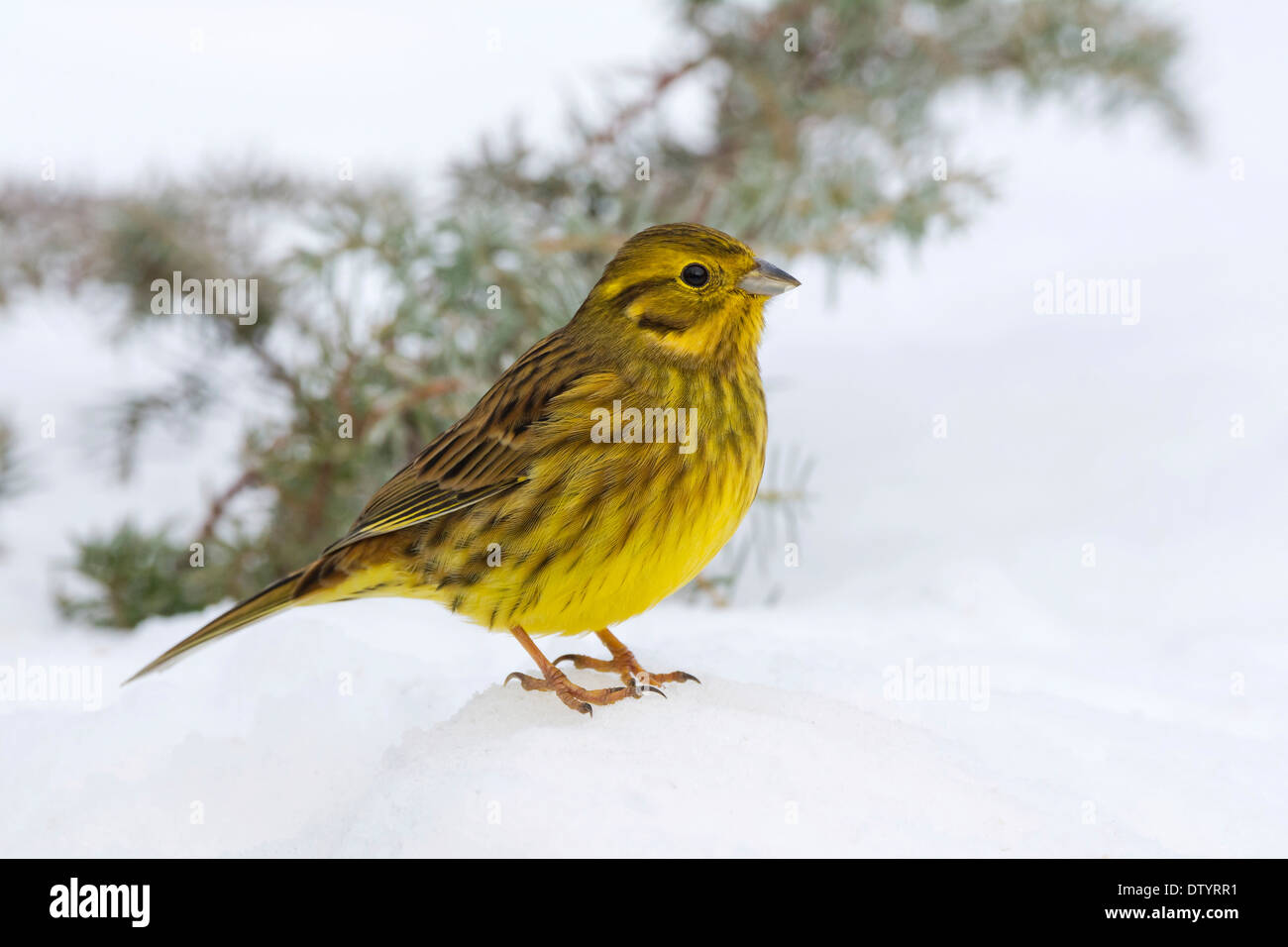 Yellowhammer ou de l'Est (Emberiza citrinella jaune), Tyrol, Autriche Banque D'Images