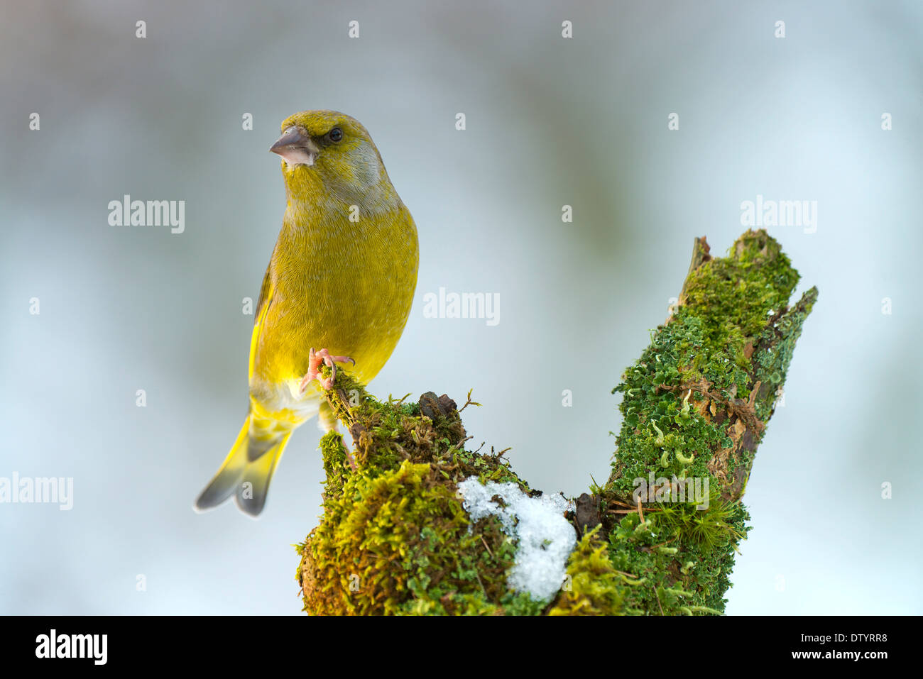 Verdier (Chloris chloris), Tyrol, Autriche Banque D'Images