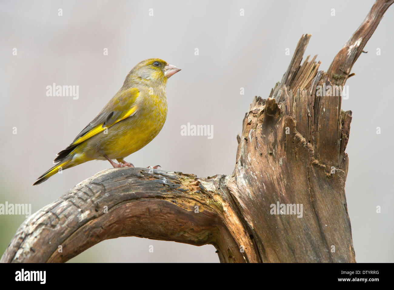 Verdier (Chloris chloris), Tyrol, Autriche Banque D'Images