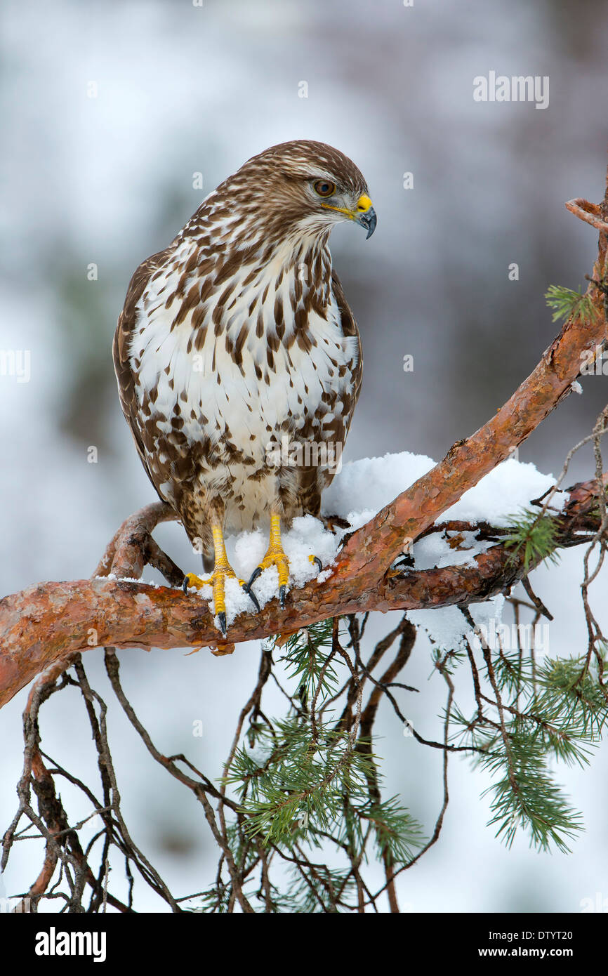 Buse variable (Buteo buteo), Tyrol, Autriche Banque D'Images