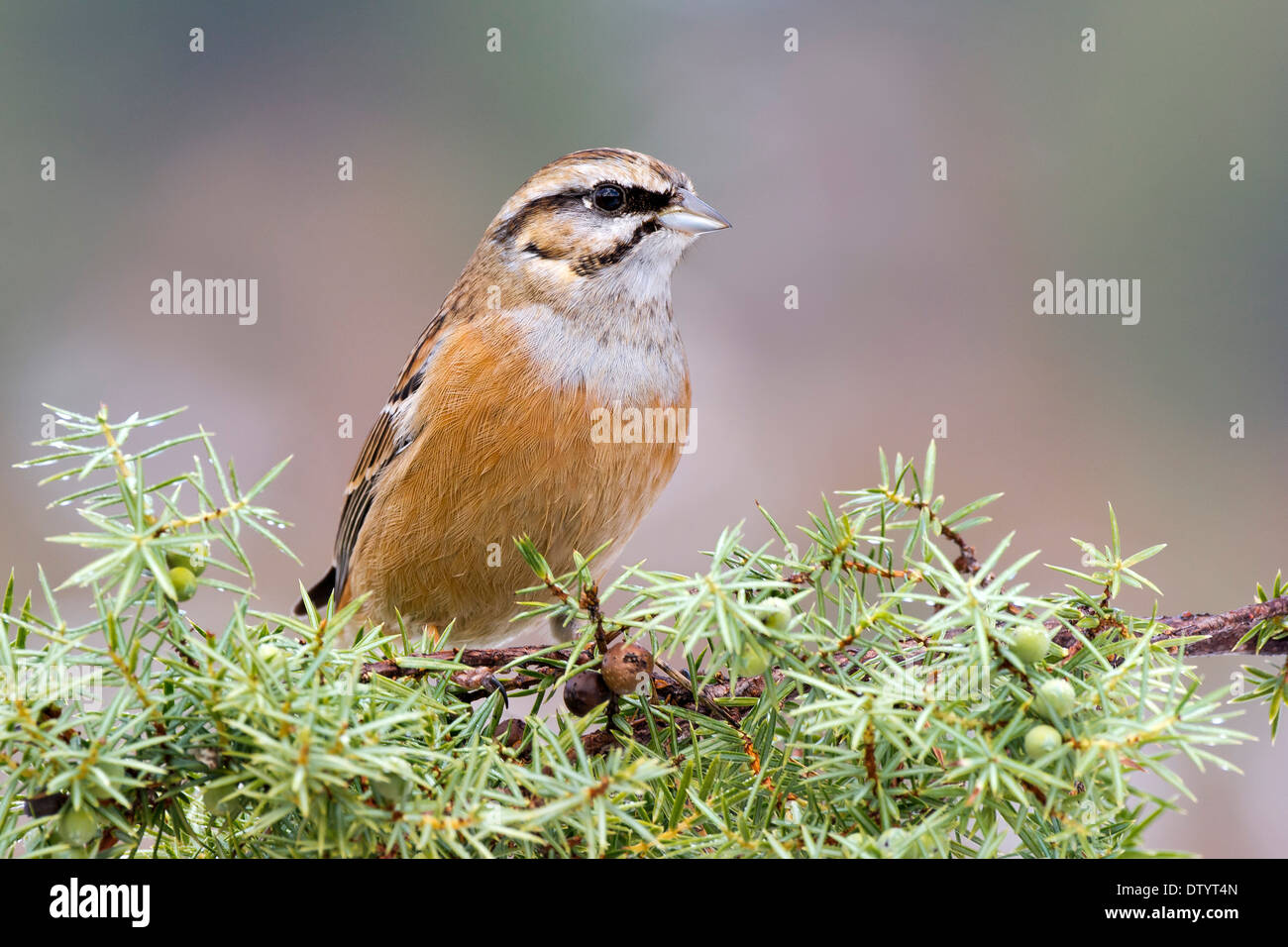 Rock (Emberiza cia), Tyrol, Autriche Banque D'Images