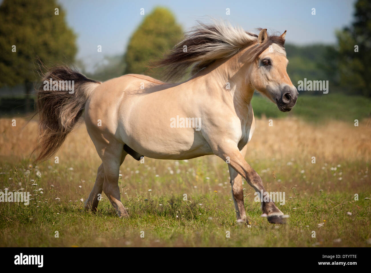 Poney Hongre, norvégien, galopant sur pré, Rhénanie du Nord-Westphalie, Allemagne Banque D'Images