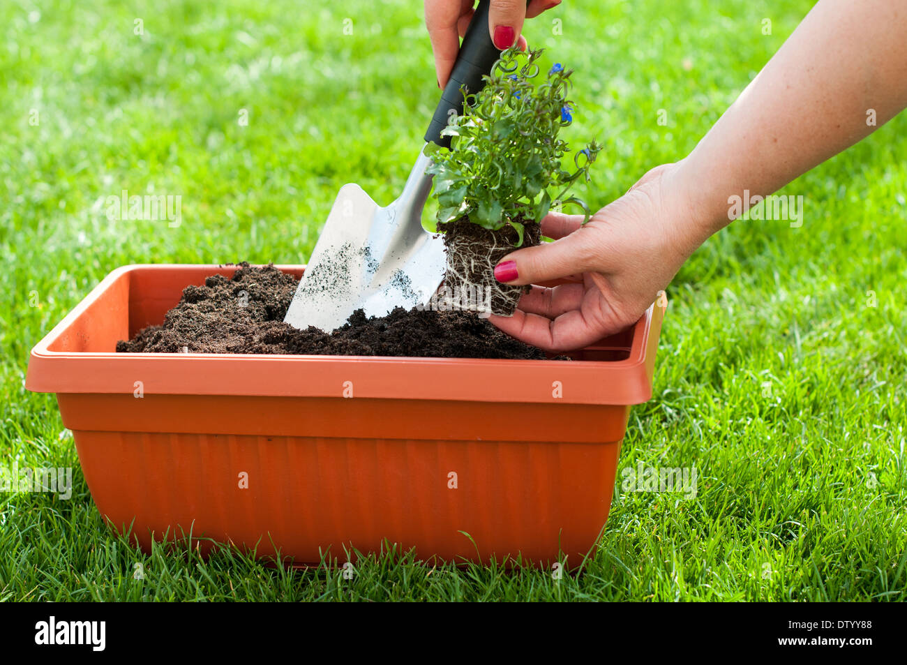 Pelle à jardin et d'une fleur dans un pot avec du compost Banque D'Images