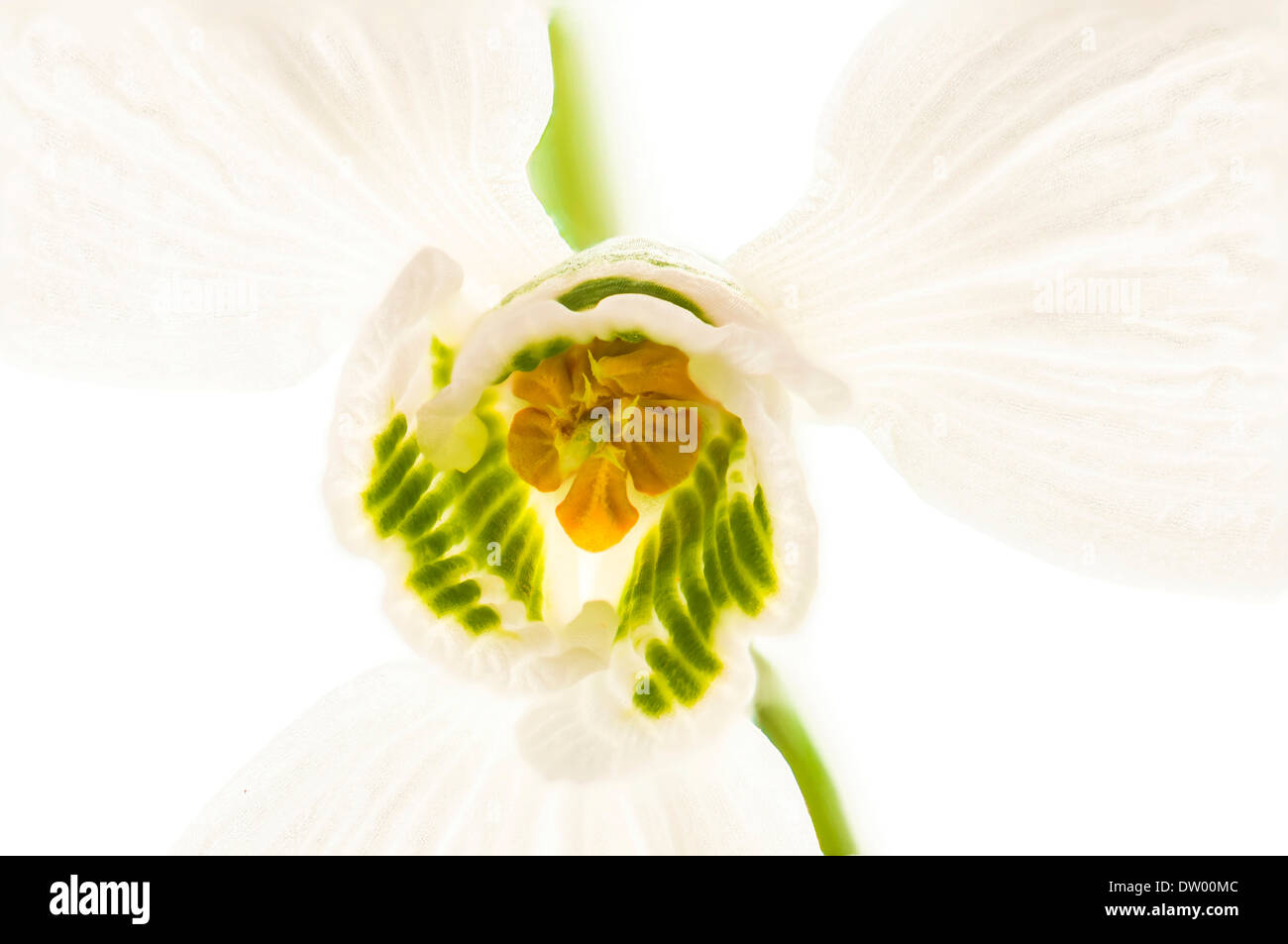 Perce-neige (Galanthus elwesii géant), calice, Hesse, Allemagne Banque D'Images