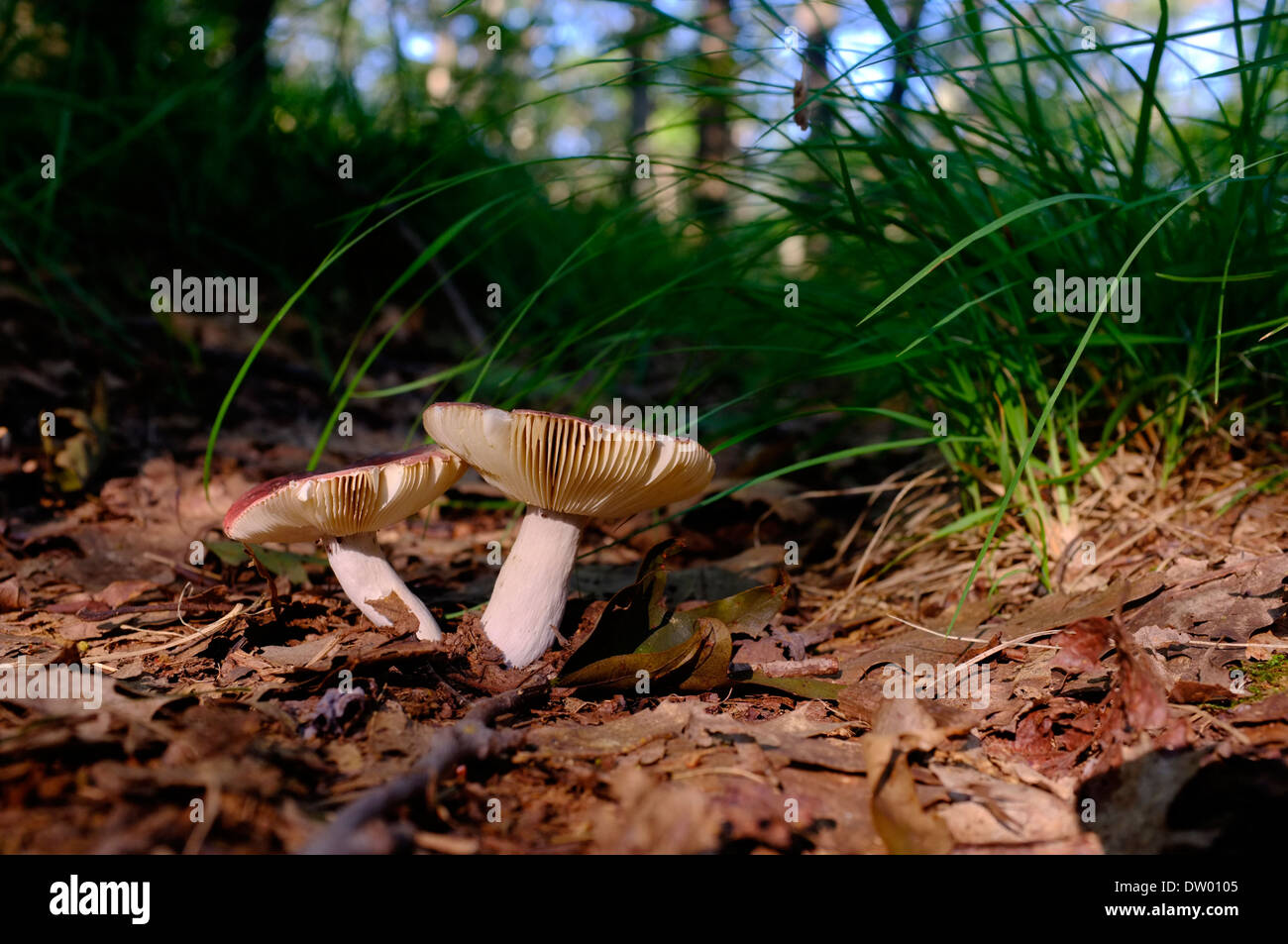 Les champignons sauvages dans les bois Banque D'Images