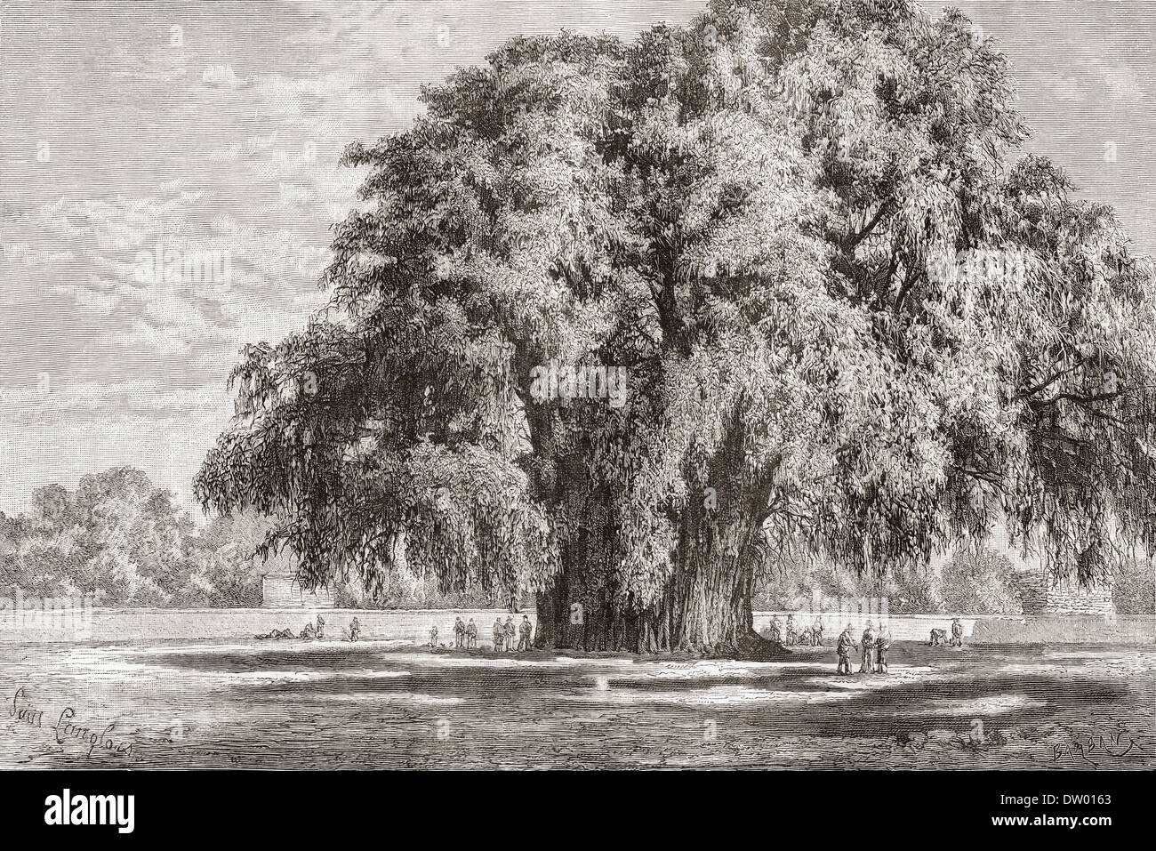 Santa María del Tule, Oaxaca, Mexique. L'arbre de Tule Banque D'Images