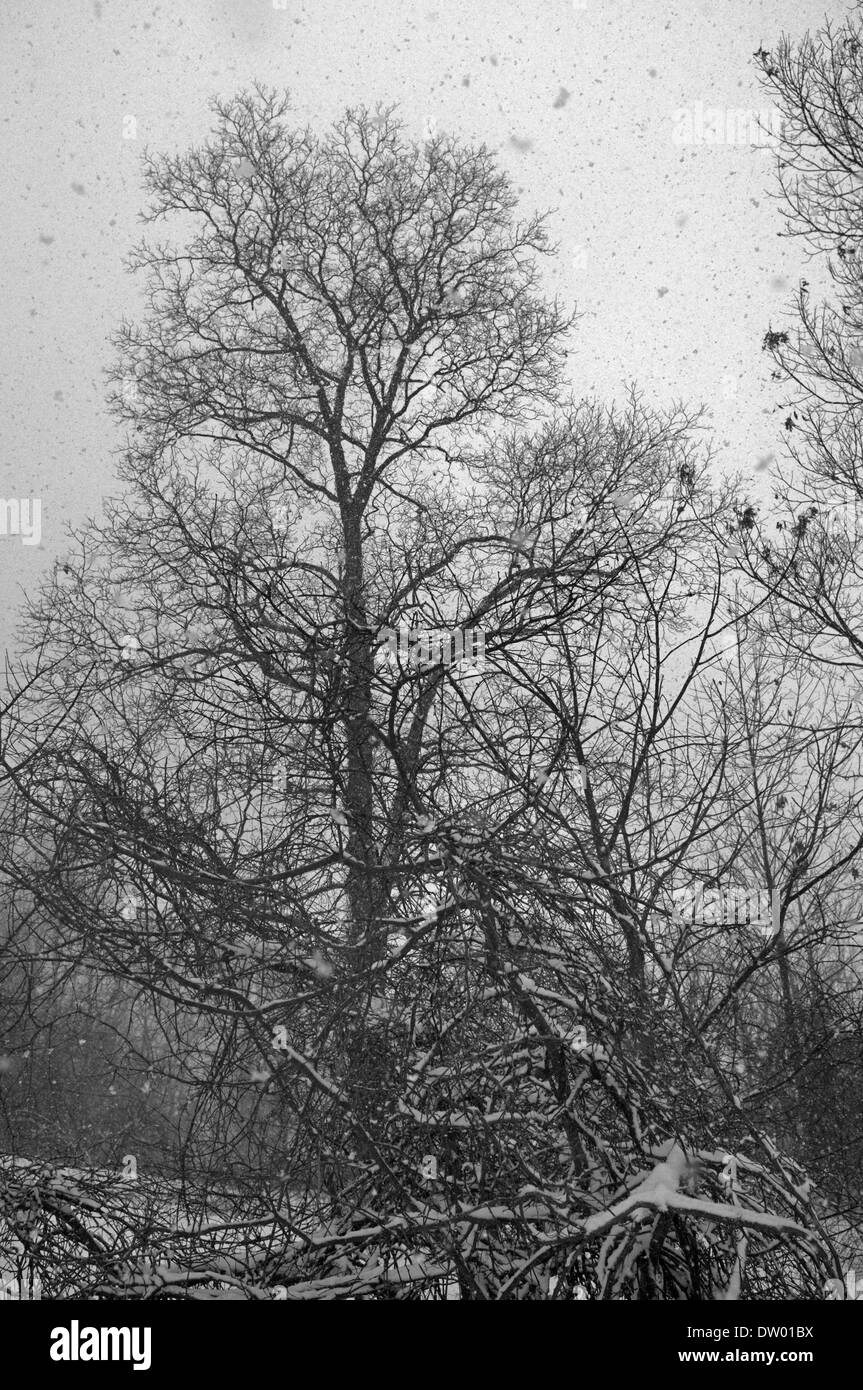 Arbres dans la neige, noir et blanc, Bristol Beach State Park, Saugerties NY Banque D'Images