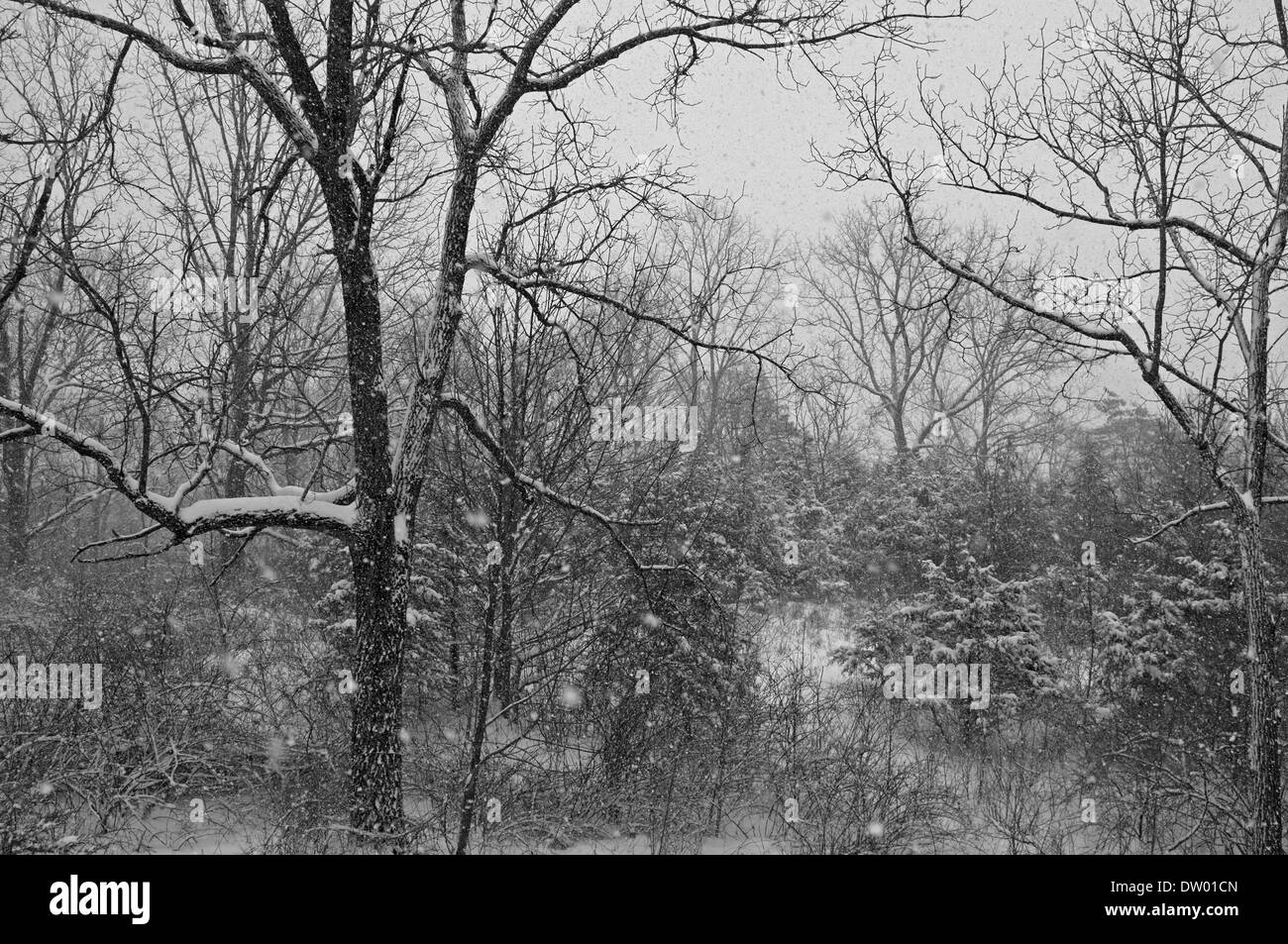 Arbres dans la neige, noir et blanc, Bristol Beach State Park, Saugerties NY Banque D'Images