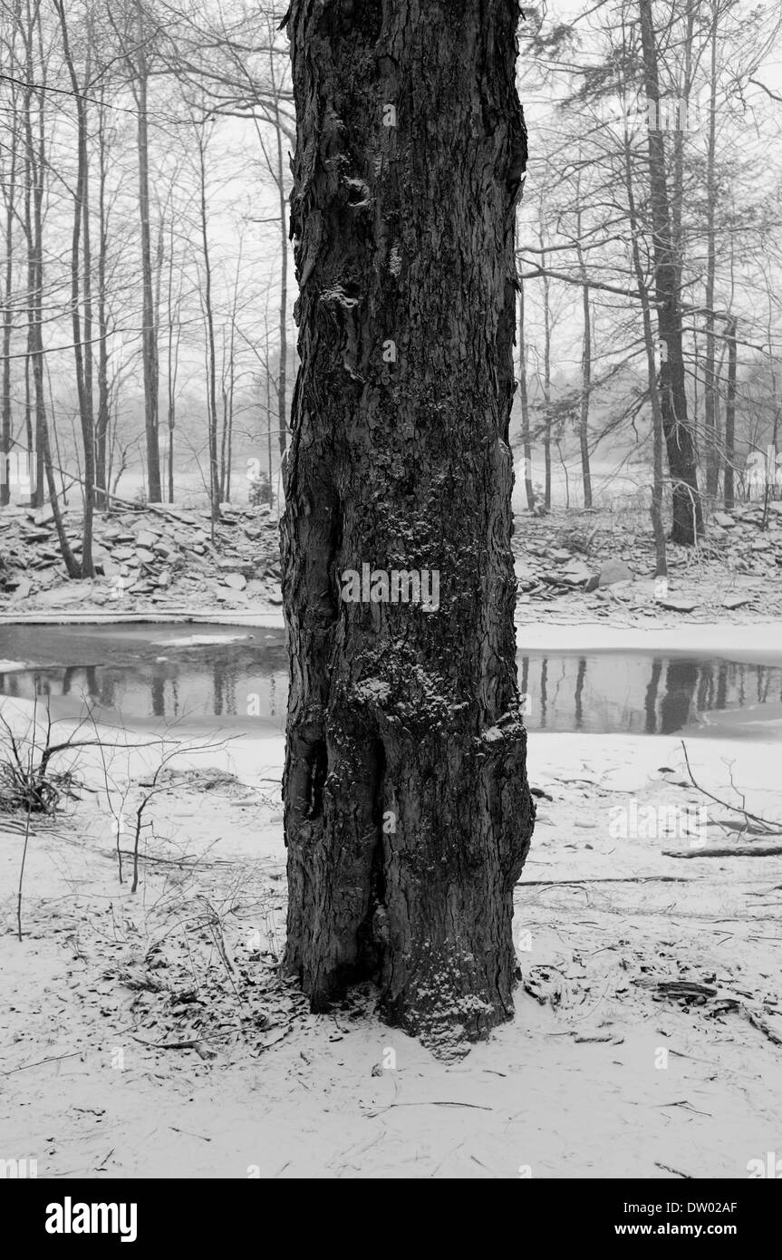 Woods dans la neige, Woodstock NY, Zena. Catskills, Hudson Valley, noir et blanc Banque D'Images