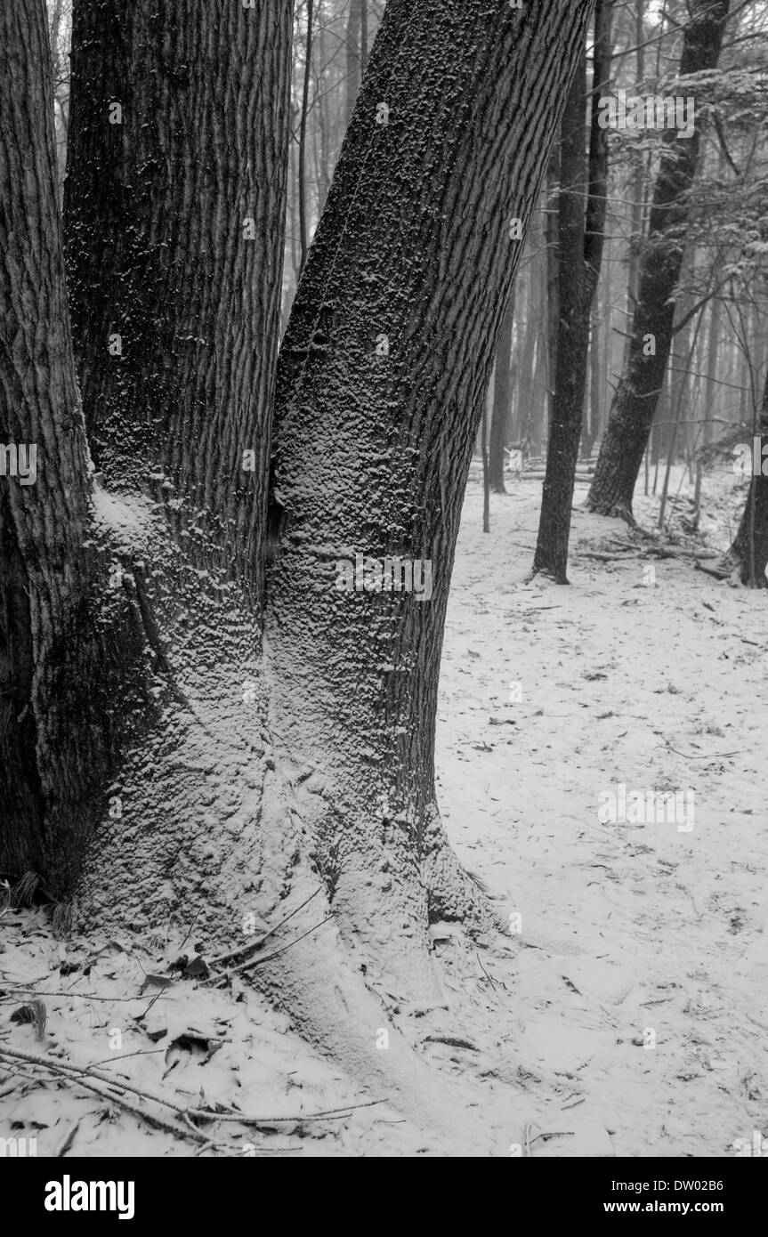 Woods dans la neige, Woodstock NY, Zena. Catskills, Hudson Valley, noir et blanc Banque D'Images