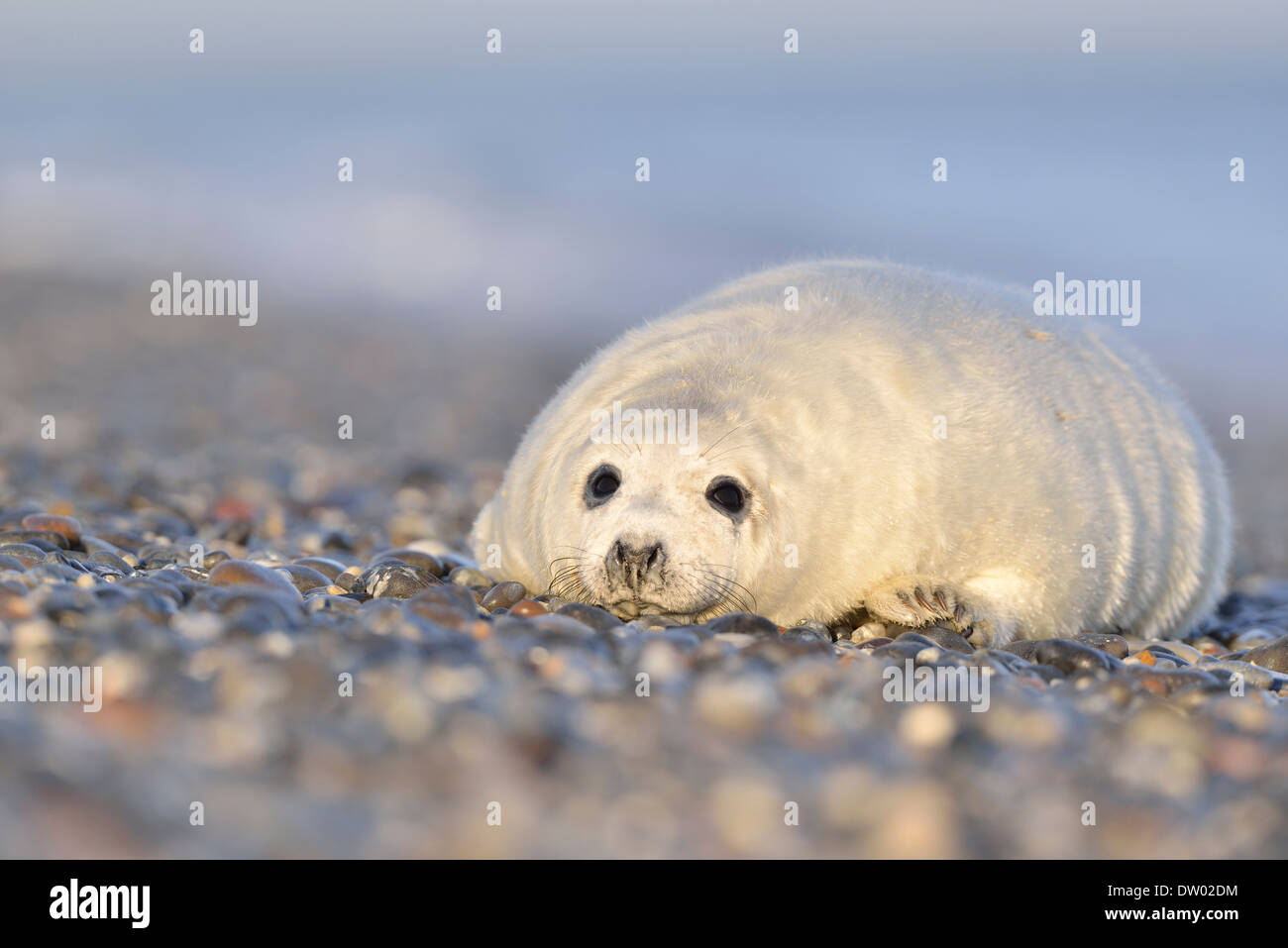 Les jeunes phoques gris (Halichoerus grypus) sur la plage, l'île de Helgoland Düne,, Schleswig-Holstein, Allemagne Banque D'Images