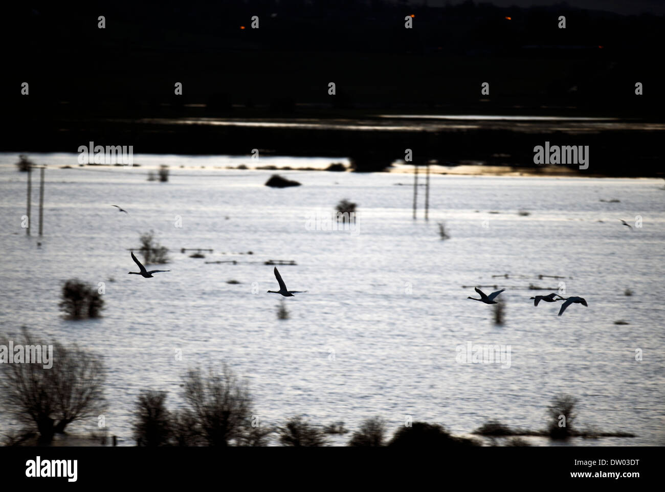 Les inondations sur les Somerset Levels - swans crossing les niveaux vus de Burrow Mump févr. 2014 Banque D'Images