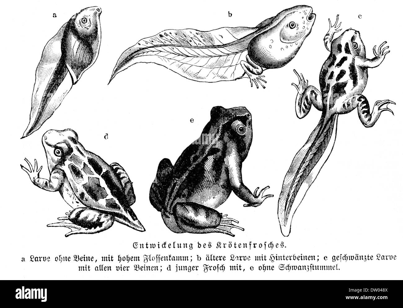 Graphique historique montrant l'évolution des grenouilles, Meyers Konversations-Lexikon encyclopédie, 1897 Banque D'Images