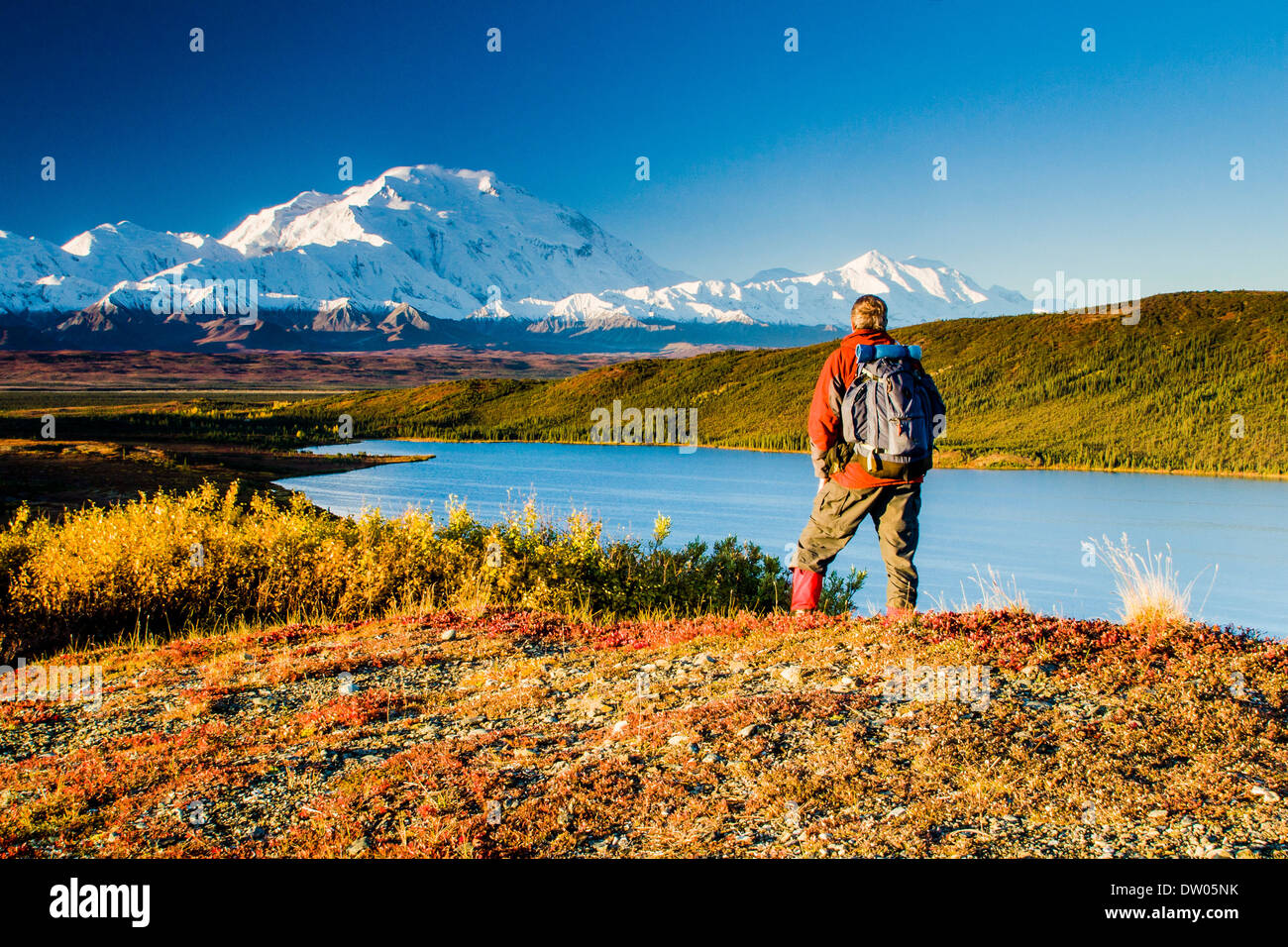 Un male hiker se dresse sur une crête au-dessus du lac Étonnant affichage de Denali (anciennement Mt. McKinley) dans l'arrière-plan. Le Parc National Denali et préserver, de l'Alaska Banque D'Images
