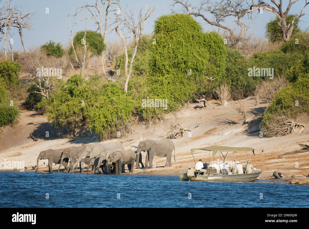 Les touristes sur un bateau de croisière sur la rivière Chobe observer un troupeau de reproduction des éléphants d'Afrique (Loxodonta africana) boire à la Banque D'Images