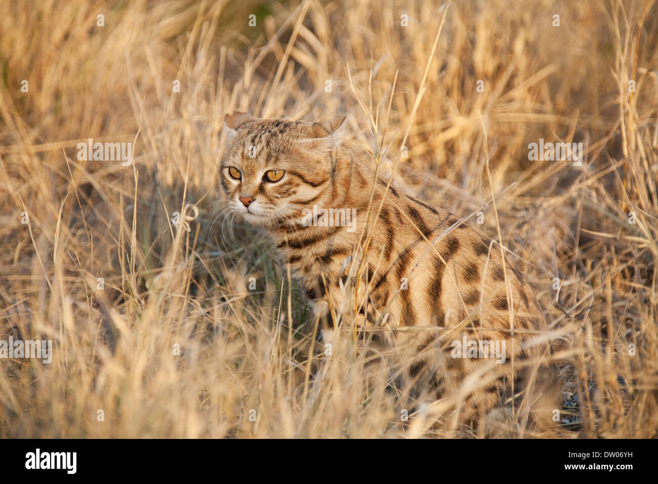 Chat à pieds noirs (Felis nigripes), inscrite comme espèce vulnérable, captive, Harnas Wildlife Foundation, la Namibie Banque D'Images