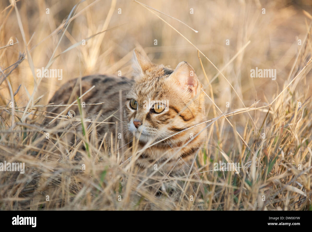 Chat à pieds noirs (Felis nigripes), inscrite comme espèce vulnérable, captive, Harnas Wildlife Foundation, la Namibie Banque D'Images