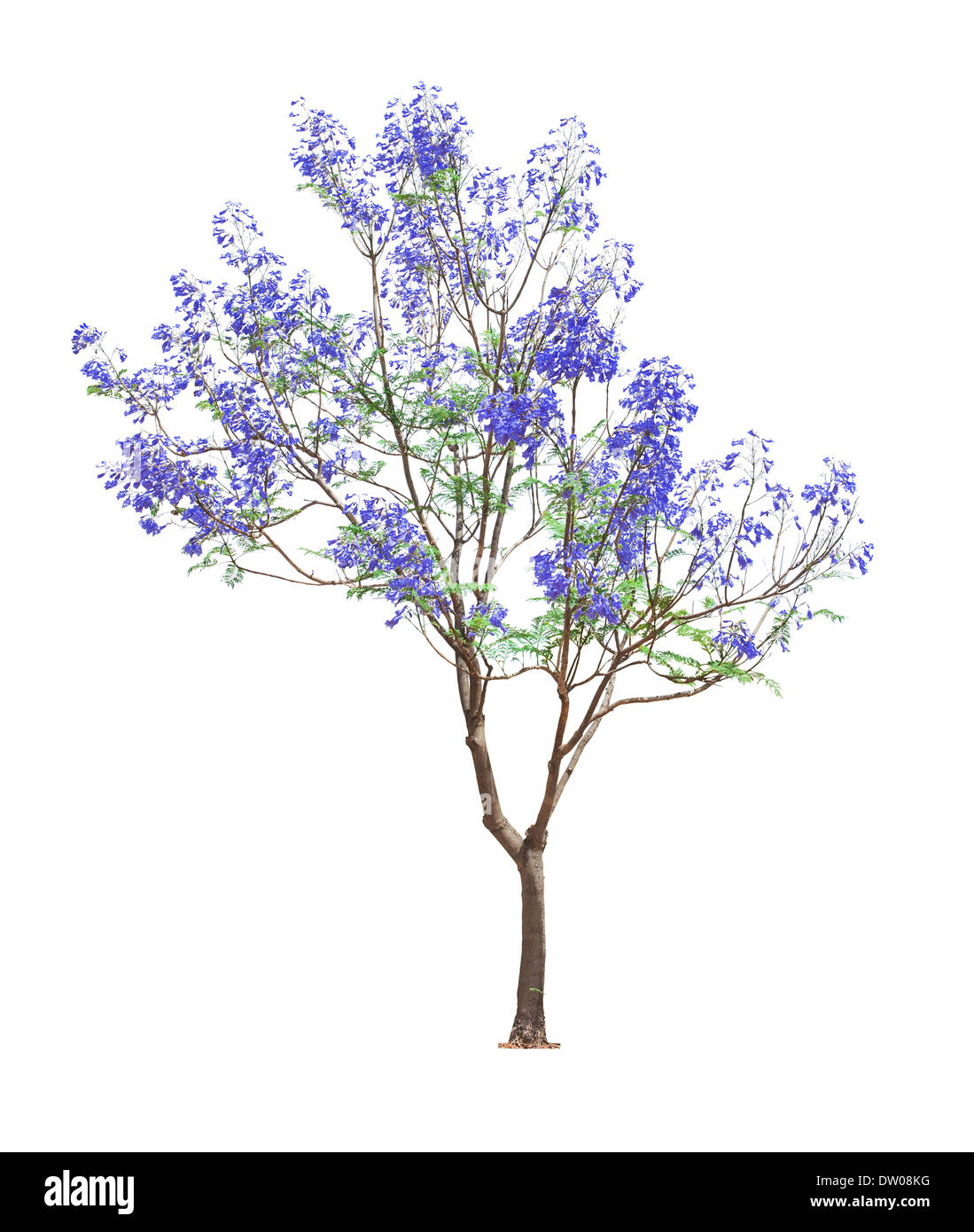 Belles fleurs de Jacaranda tree Banque D'Images