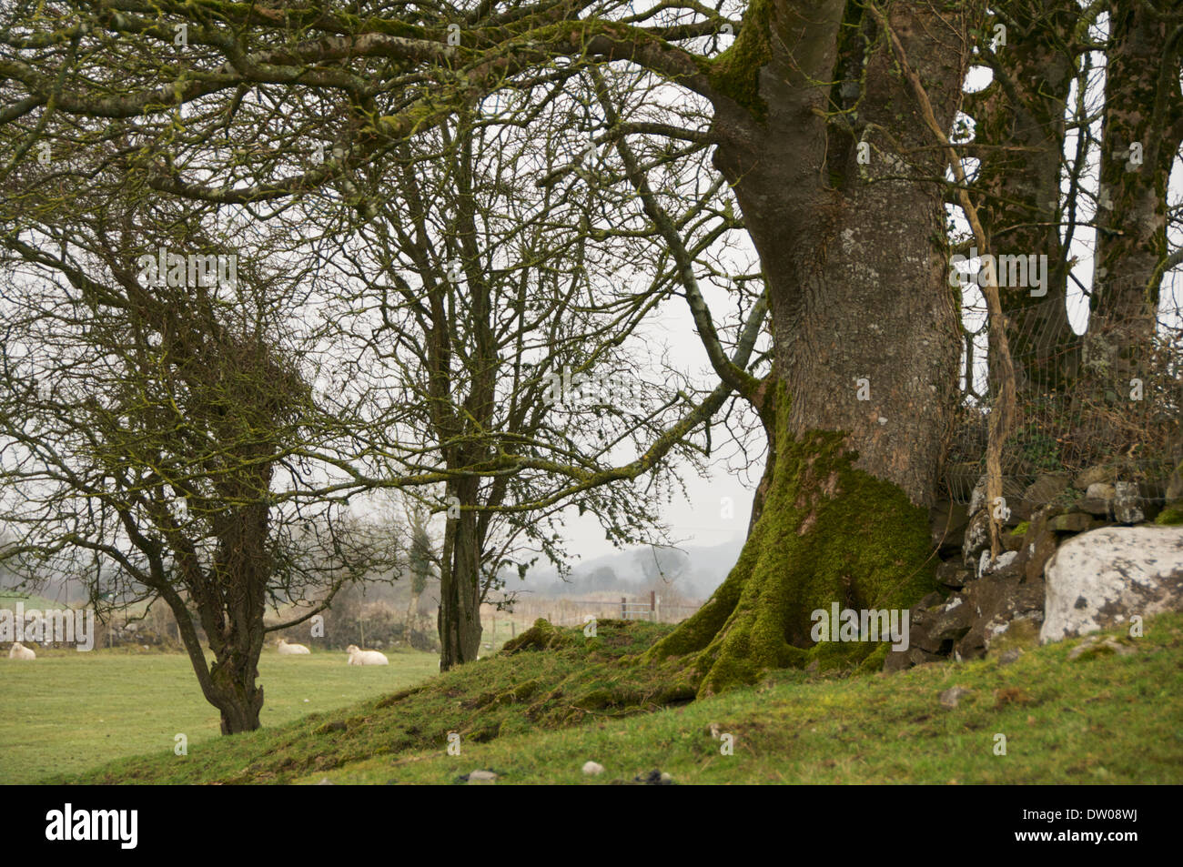 Les moutons se trouvant dans des terres agricoles dans l'ouest de l'Irlande. Banque D'Images