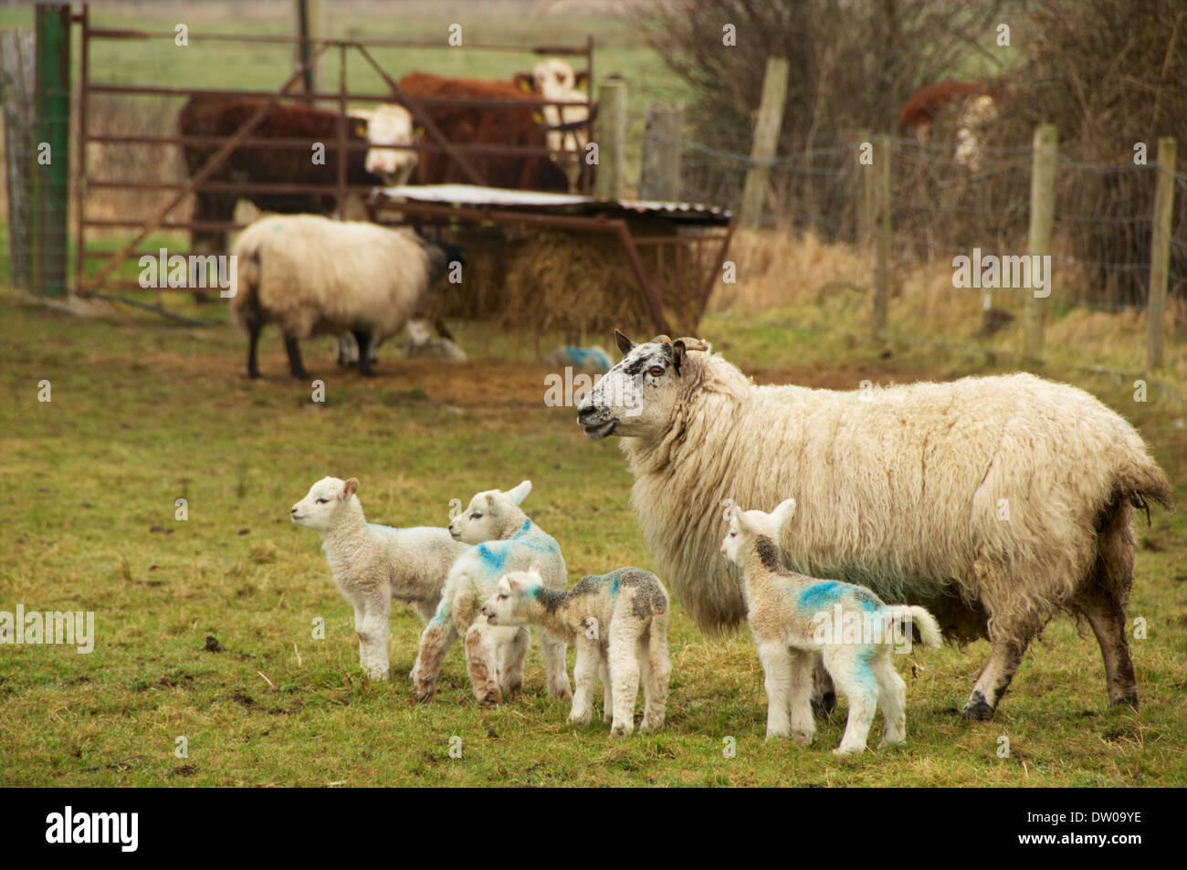 Les jeunes agneaux et moutons avec l'engraissement de bovins sur les terres agricoles dans l'ouest de l'Irlande. Banque D'Images