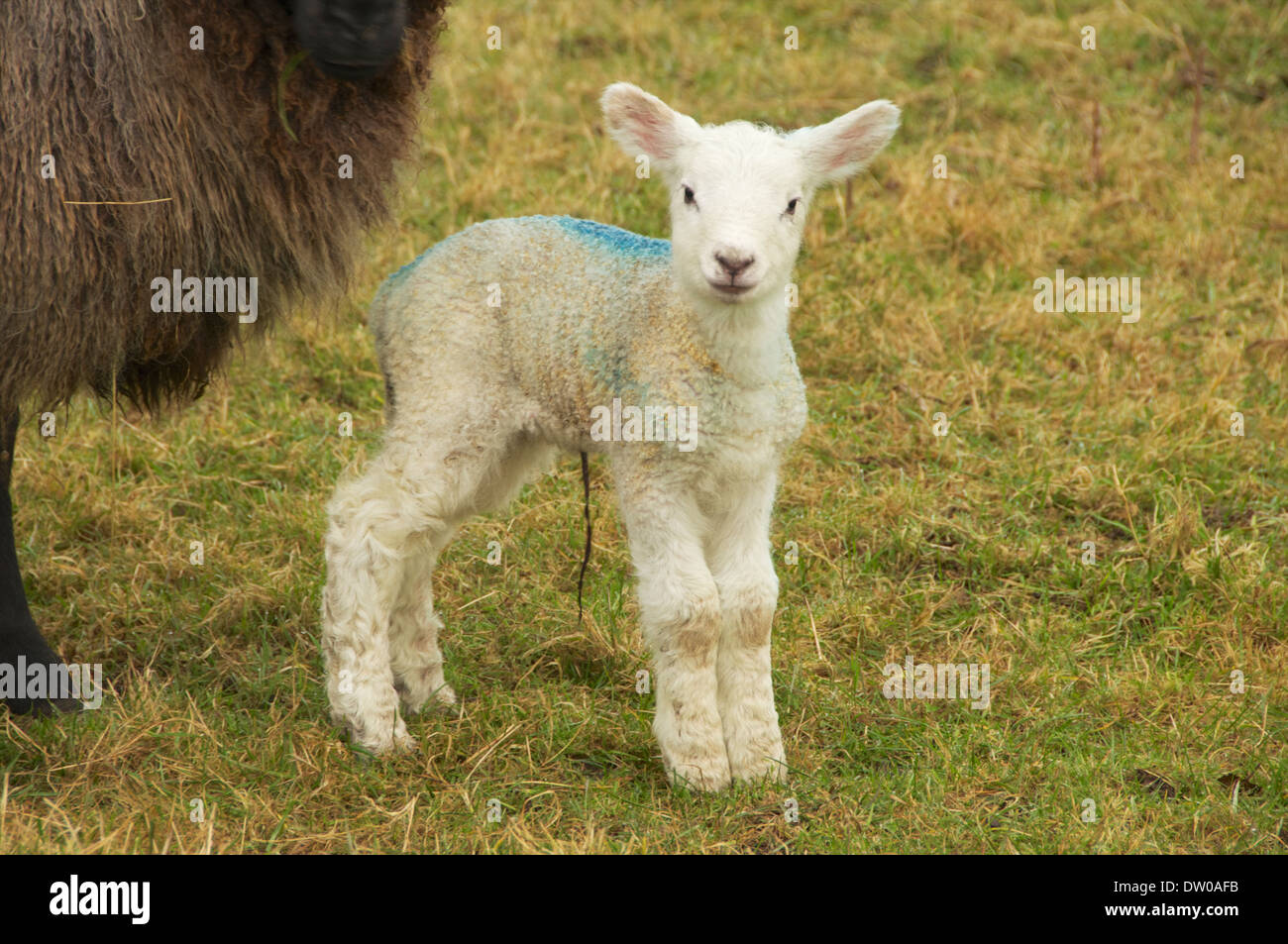 Un agneau et brebis se nourrir sur les terres agricoles dans l'ouest de l'Irlande. Banque D'Images