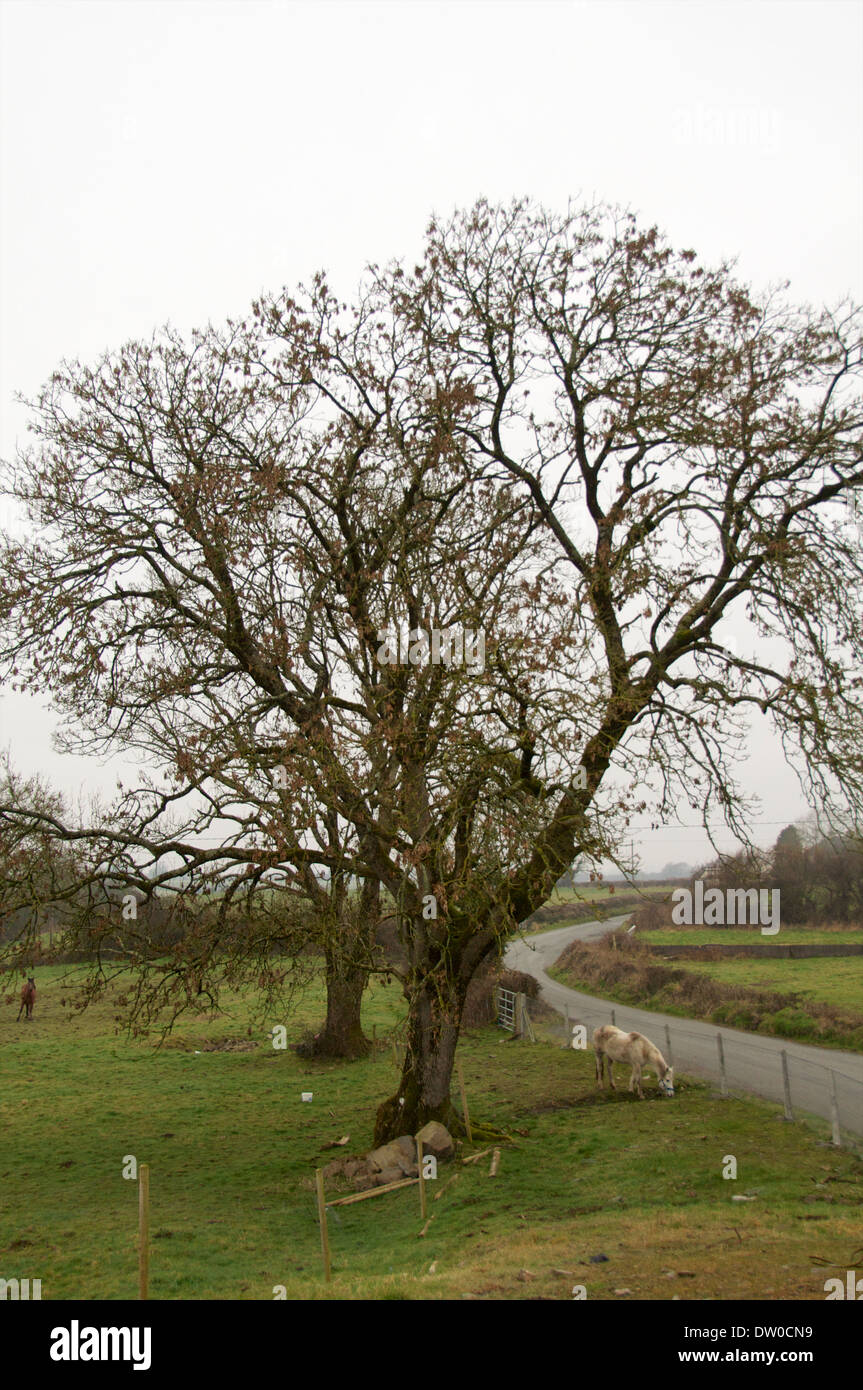 Un cheval sous un grand arbre dans l'ouest de l'Irlande. Banque D'Images