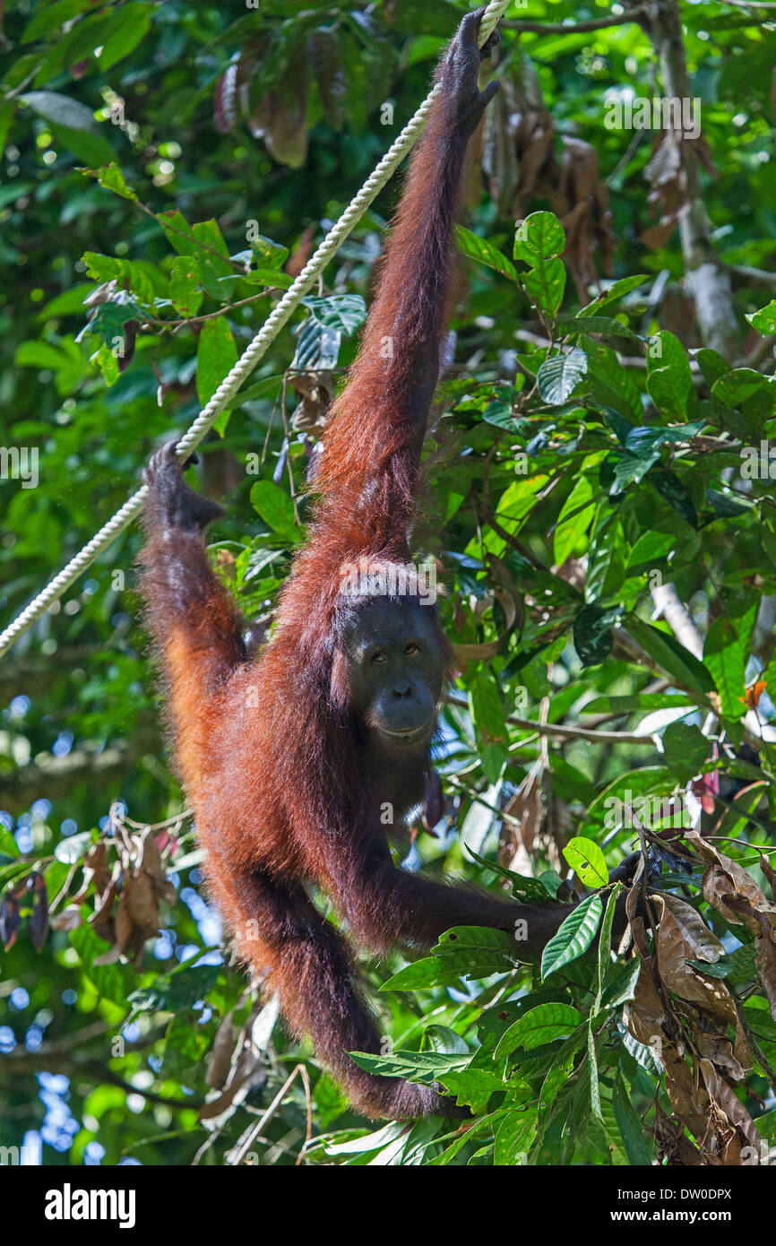 Un Orang ( Pongo pygmaeus ) suspendu à une corde à Bornéo, Malaisie Banque D'Images