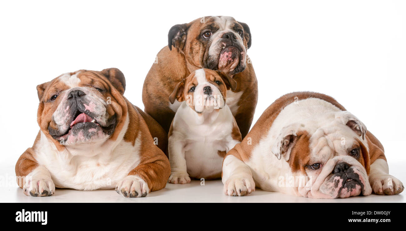 La famille chien - bulldog Anglais grand-mère à l'arrière avec le père, le fils et le grand-père à l'avant Banque D'Images