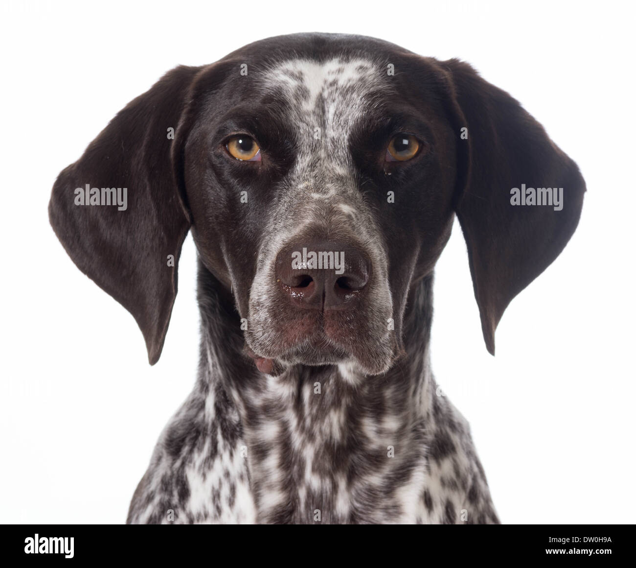 Braque allemand portrait isolé sur blanc - Femme Banque D'Images