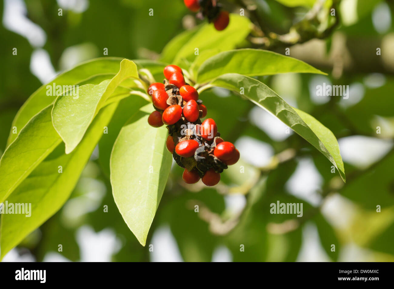 Magnolia à feuilles de saule Banque D'Images