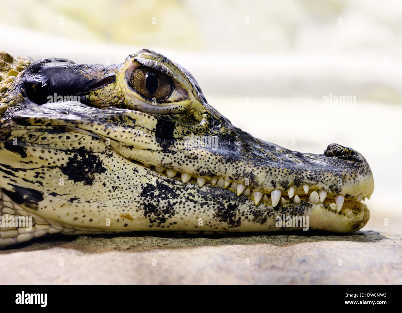 Animaux : caiman noir's head, close-up portrait Banque D'Images