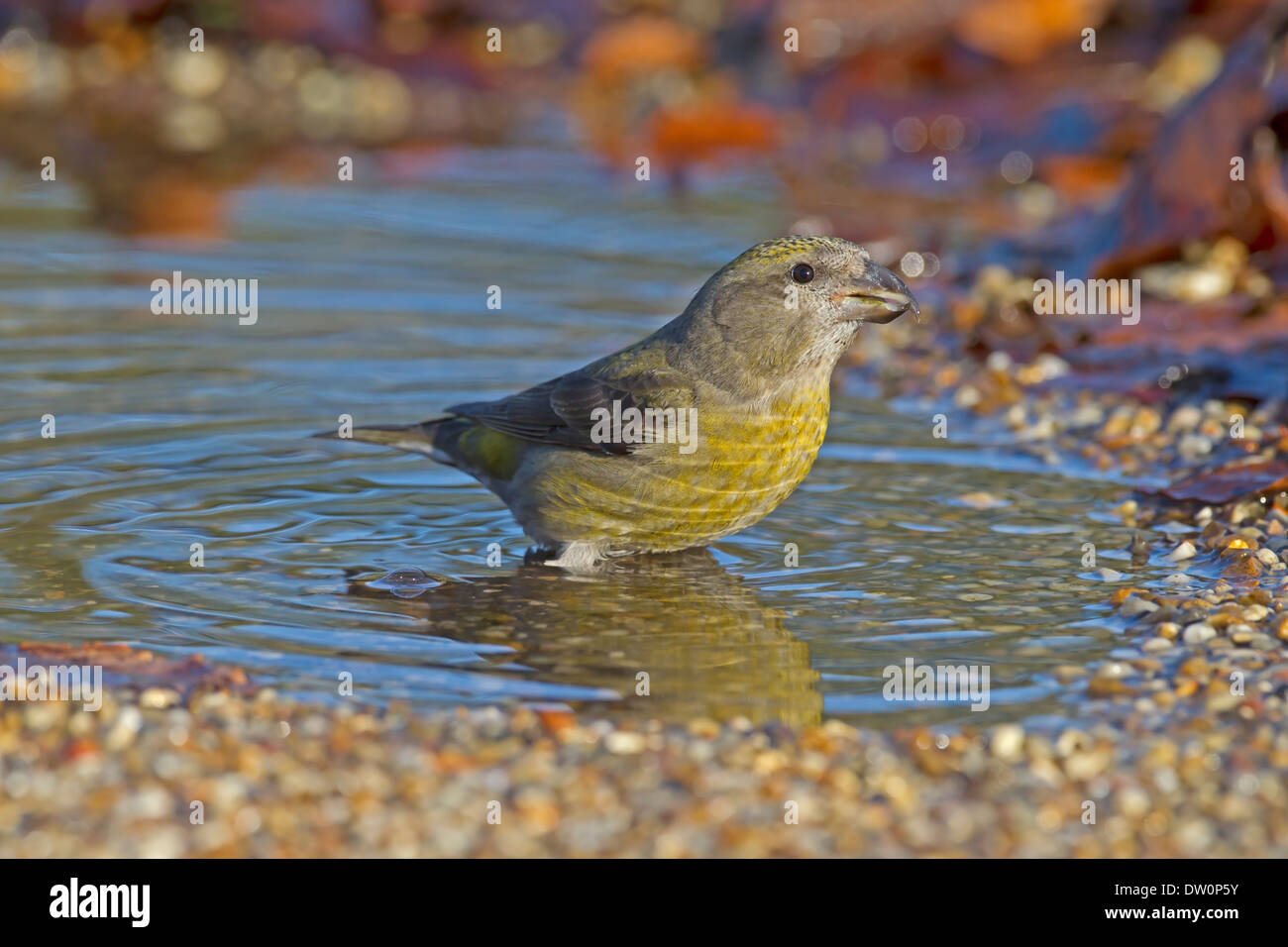 Bec-croisé des sapins Loxia curvirostra commun - Femelle Banque D'Images
