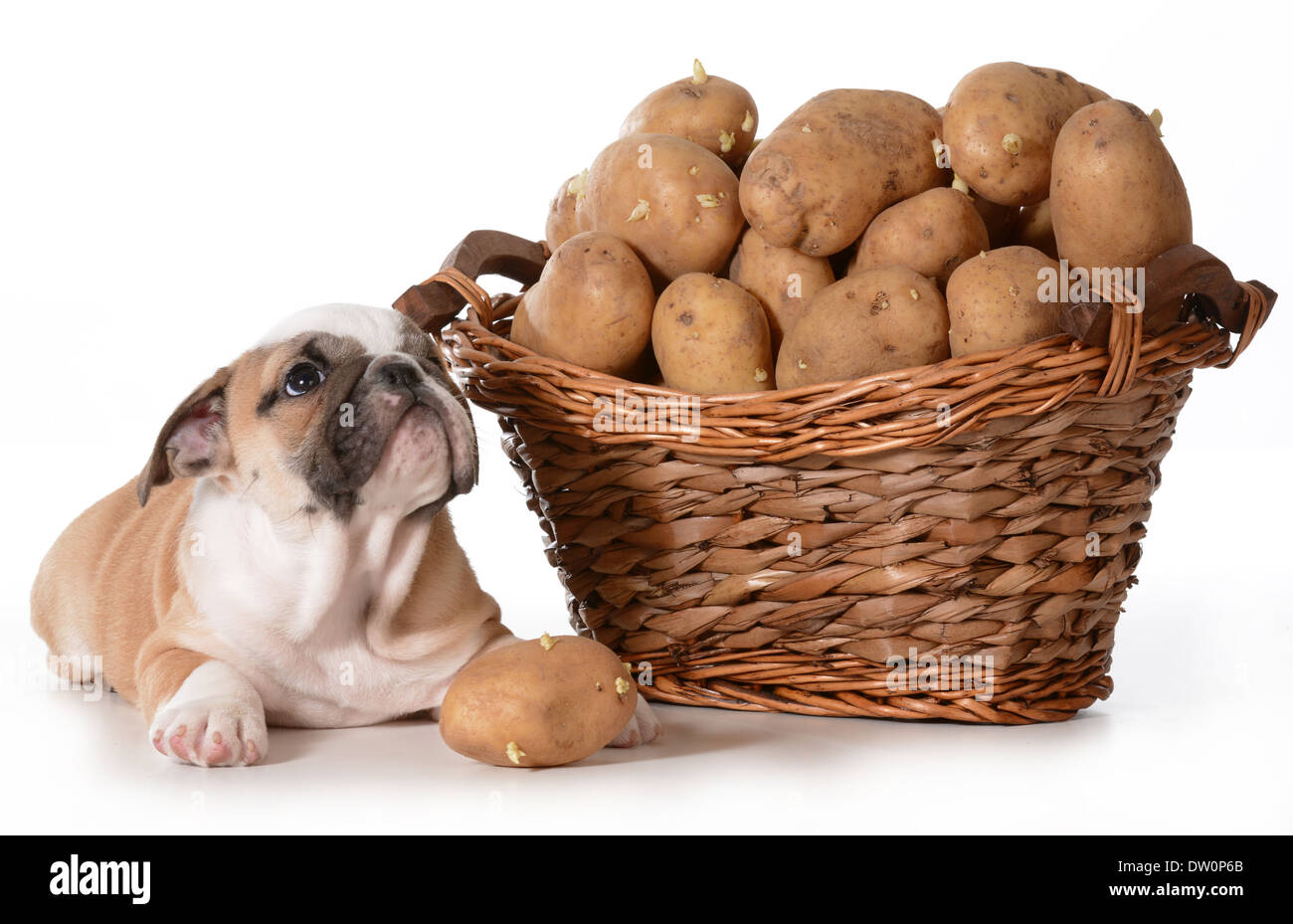 La cuisine maison pour vos animaux de compagnie - bulldog Anglais pose à côté d'un panier de pommes de terre isolé sur fond blanc Banque D'Images