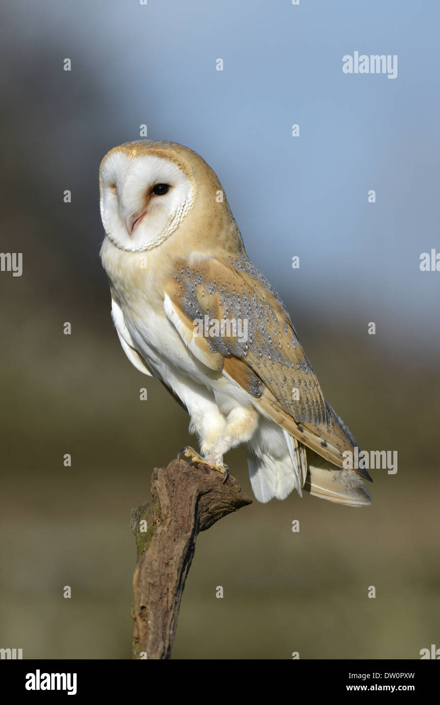 Effraie des clochers Tyto alba Banque D'Images