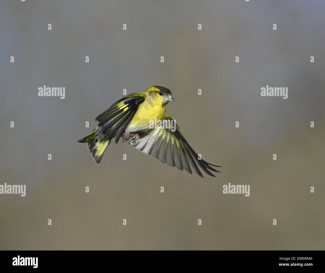 Siskin Carduelis spinus Banque D'Images