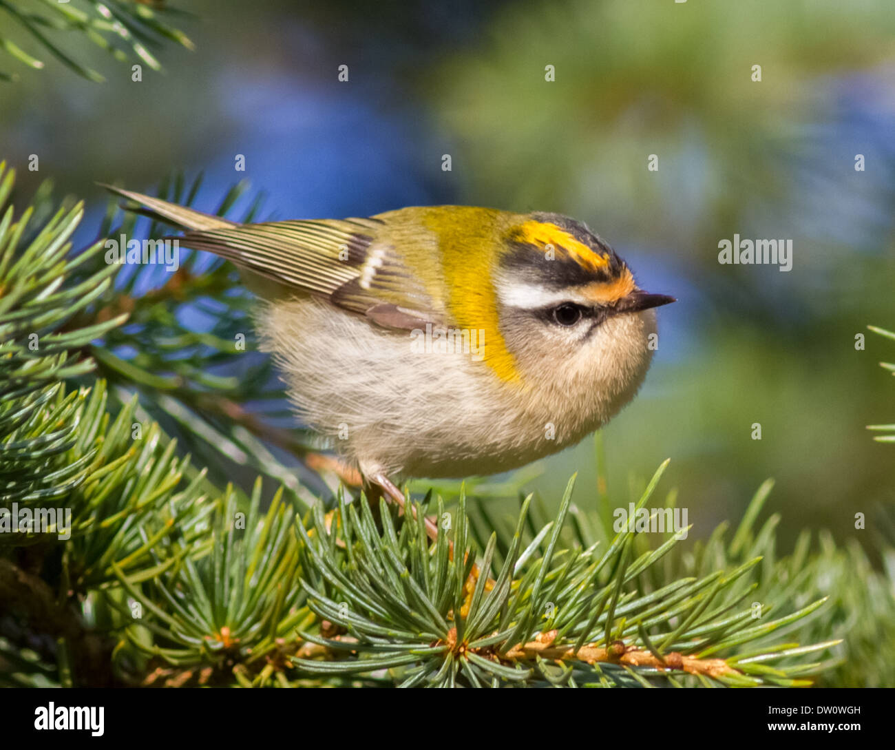 Regulus ignicapillus Firecrest 'femelle' 22.02.2014 Banque D'Images