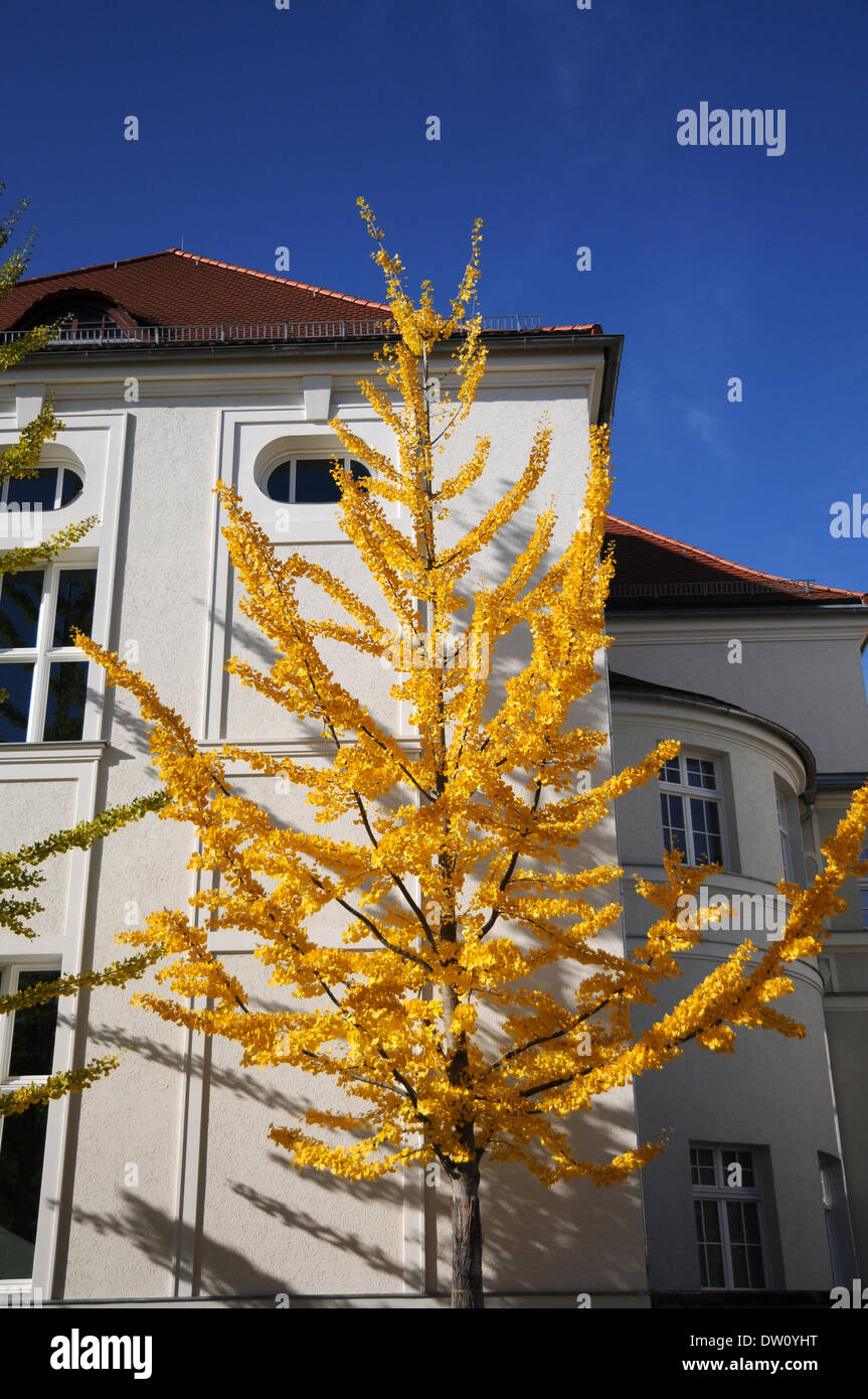 Ginkgo biloba Banque D'Images