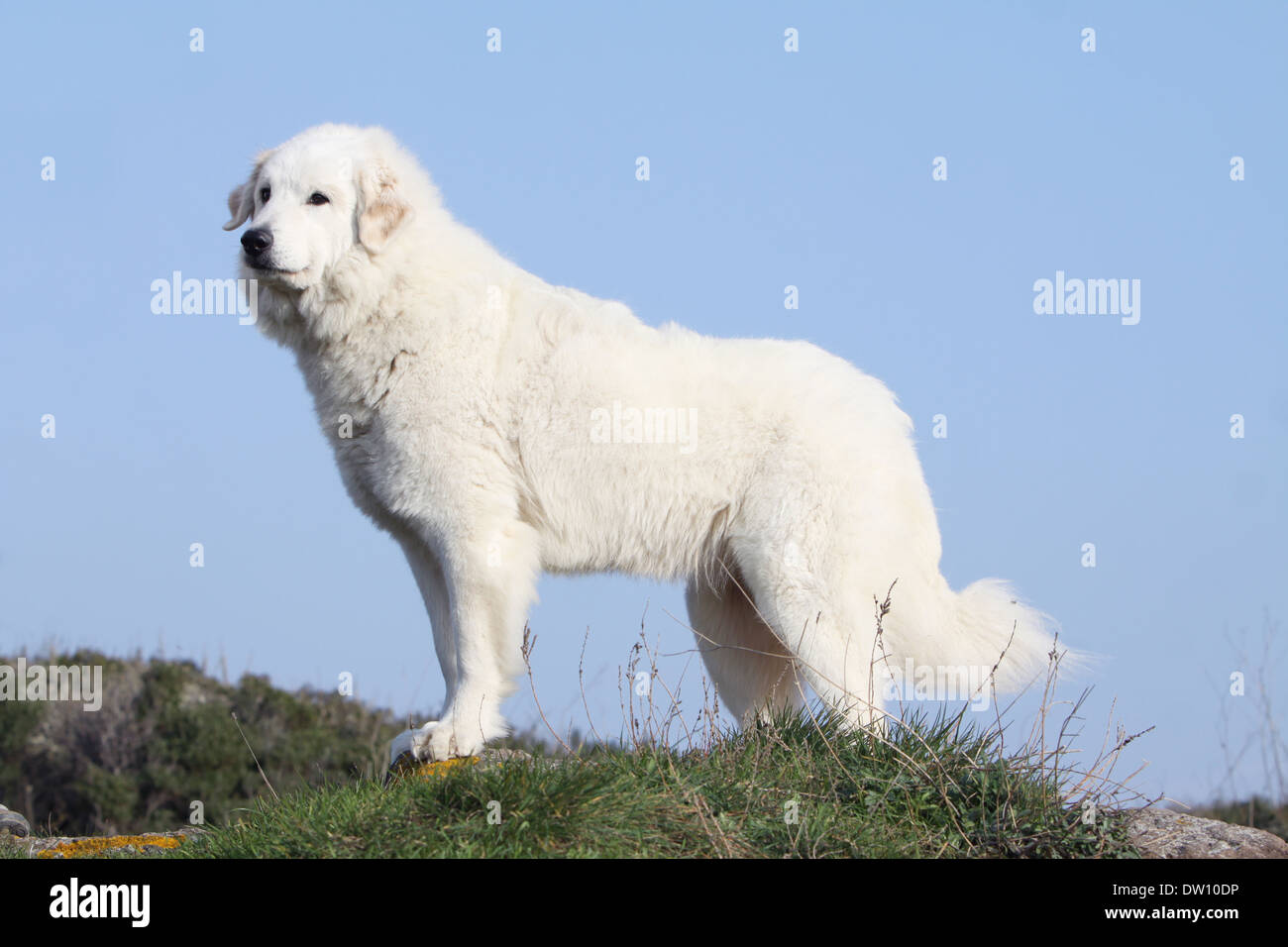 Pyrenäenberghund Photos Pyrenäenberghund Images Alamy