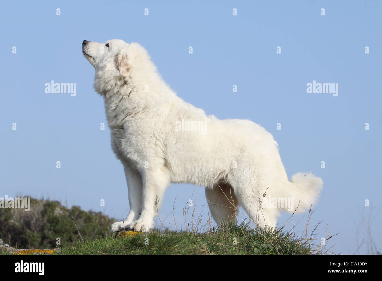 Chien De Montagne Des Pyrénées Adulte Dans Un Pré Banque D