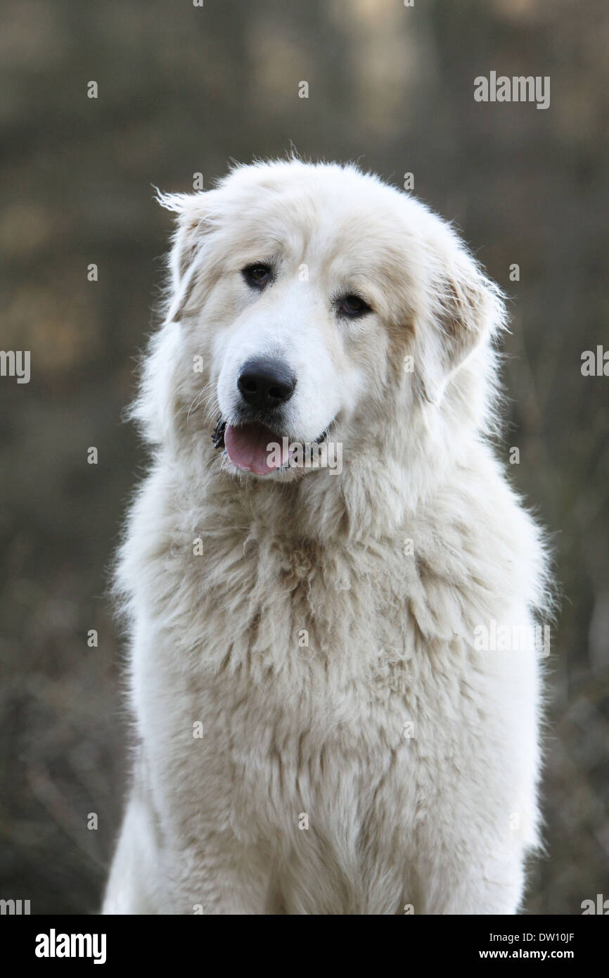 Chien de Montagne des Pyrénées / portrait adultes Banque D'Images