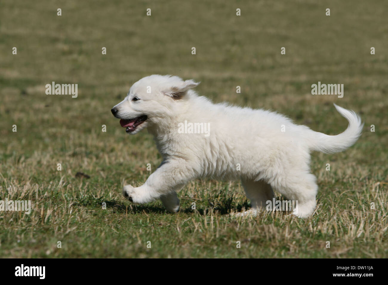 Chien De Montagne Des Pyrénées Chiot Exécutant Dans Un Pré