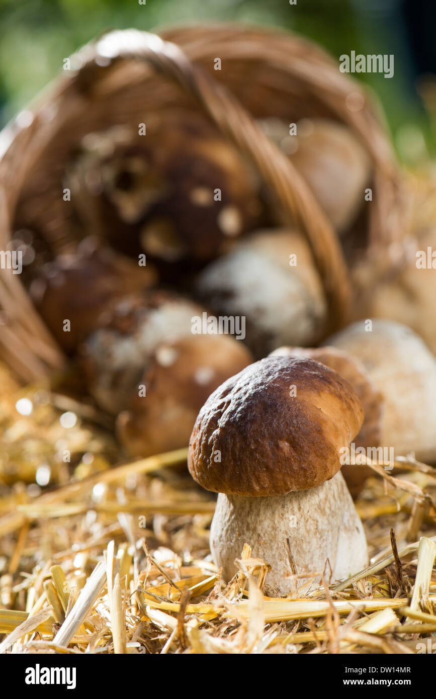 Les champignons fraîchement prélevé sur la paille Banque D'Images